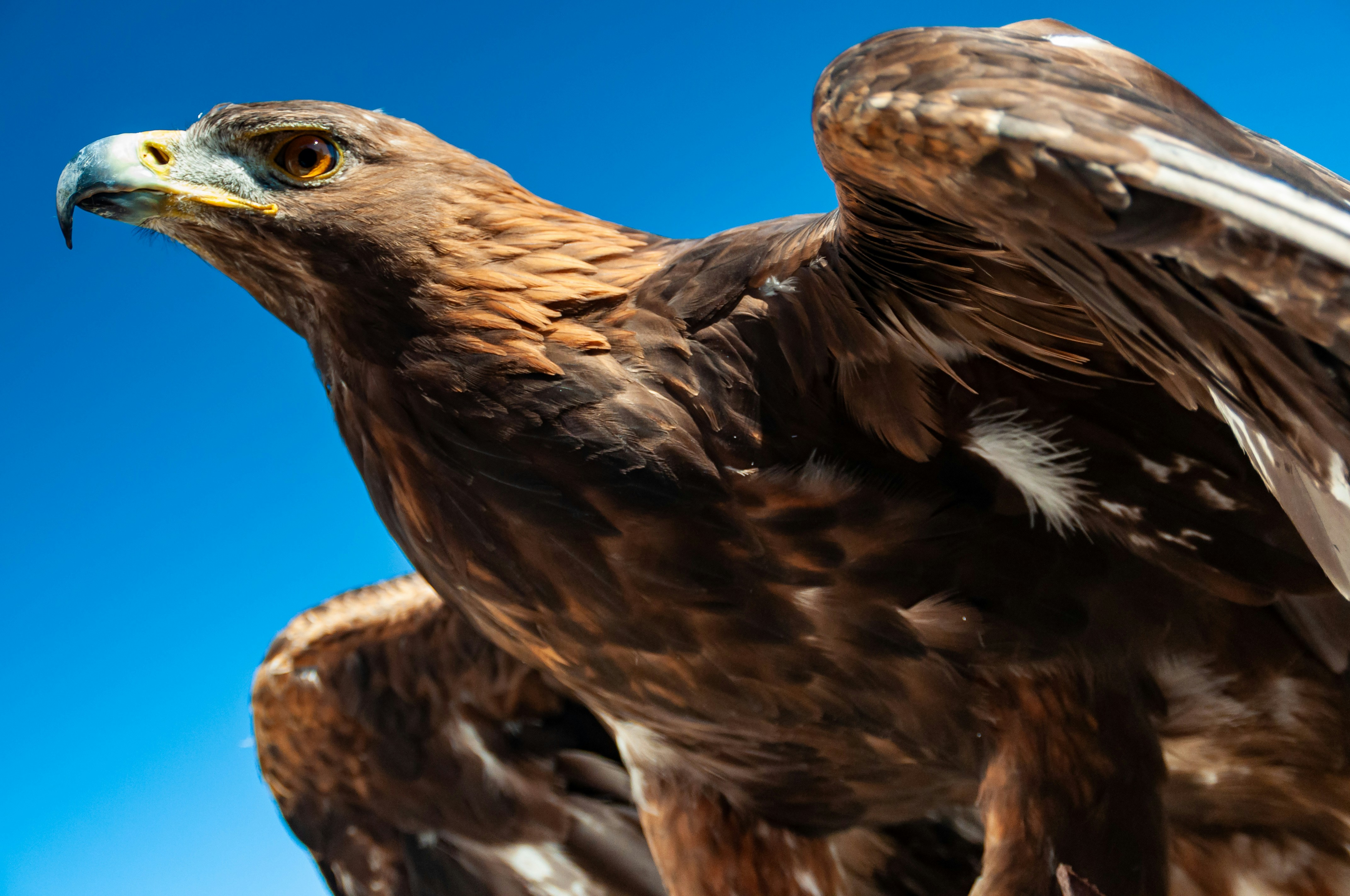 Los 50 mejores expertos en Power BI en Águilas