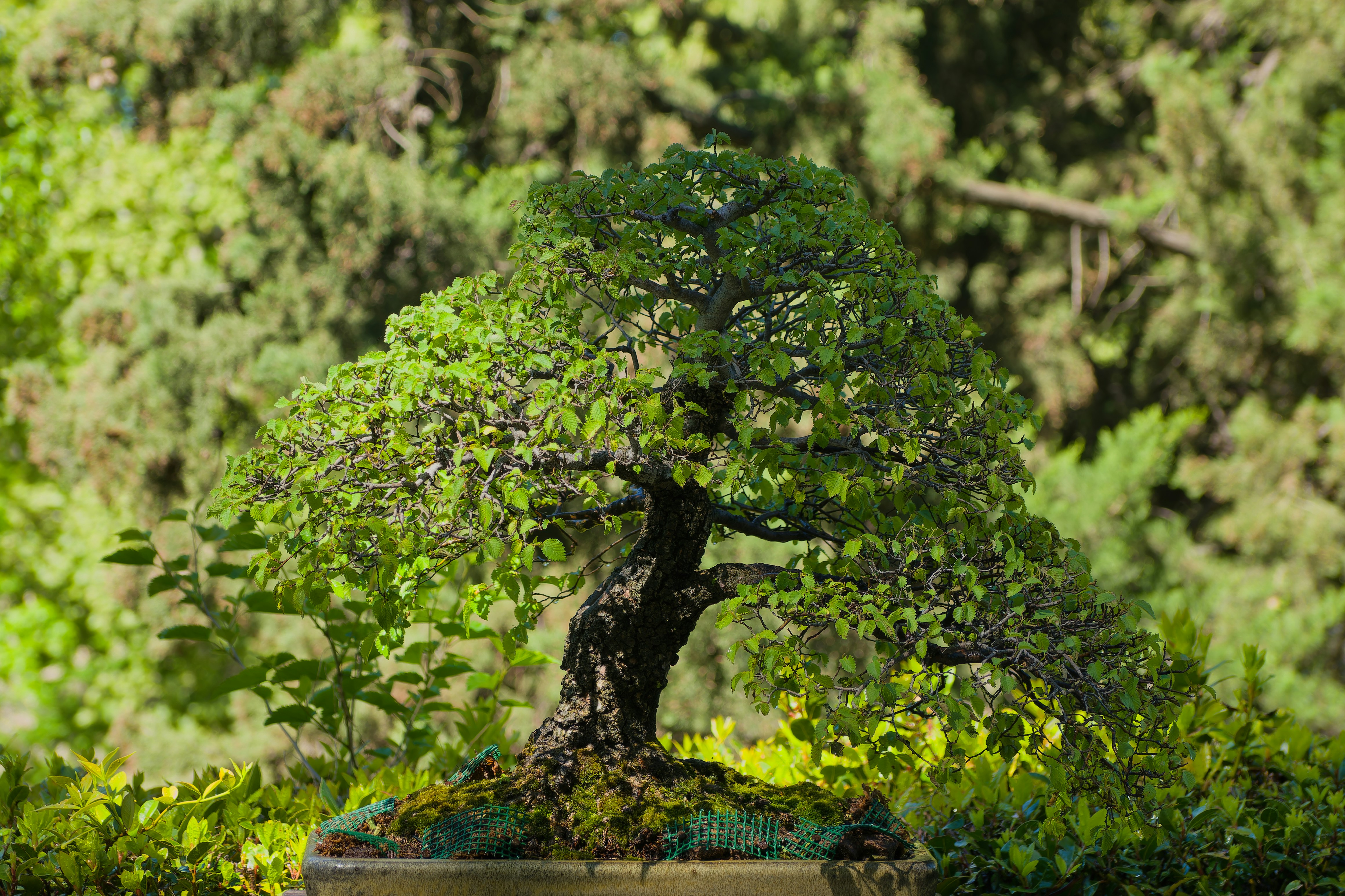 BONSAI: Optimización Bayesiana con Simplicidad Natural e Interpretabilidad