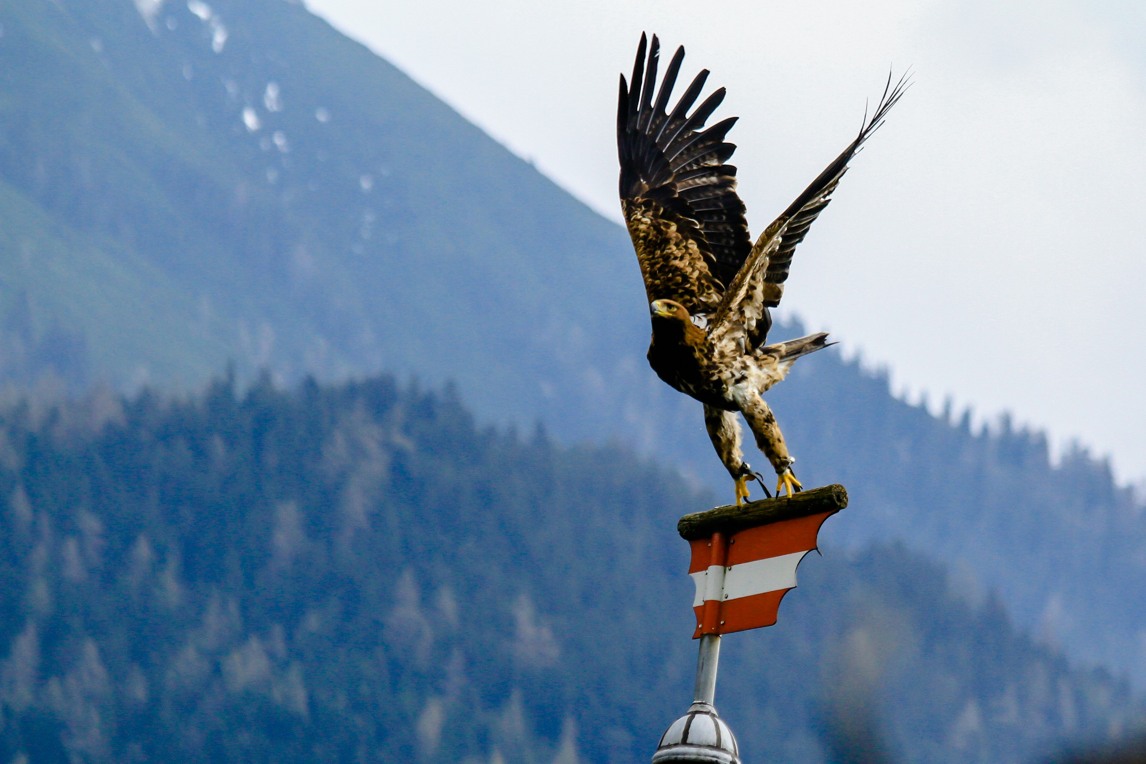 Águila Americana se eleva con un fuerte impulso durante las vacaciones: Un análisis más detallado del rendimiento resiliente del minorista