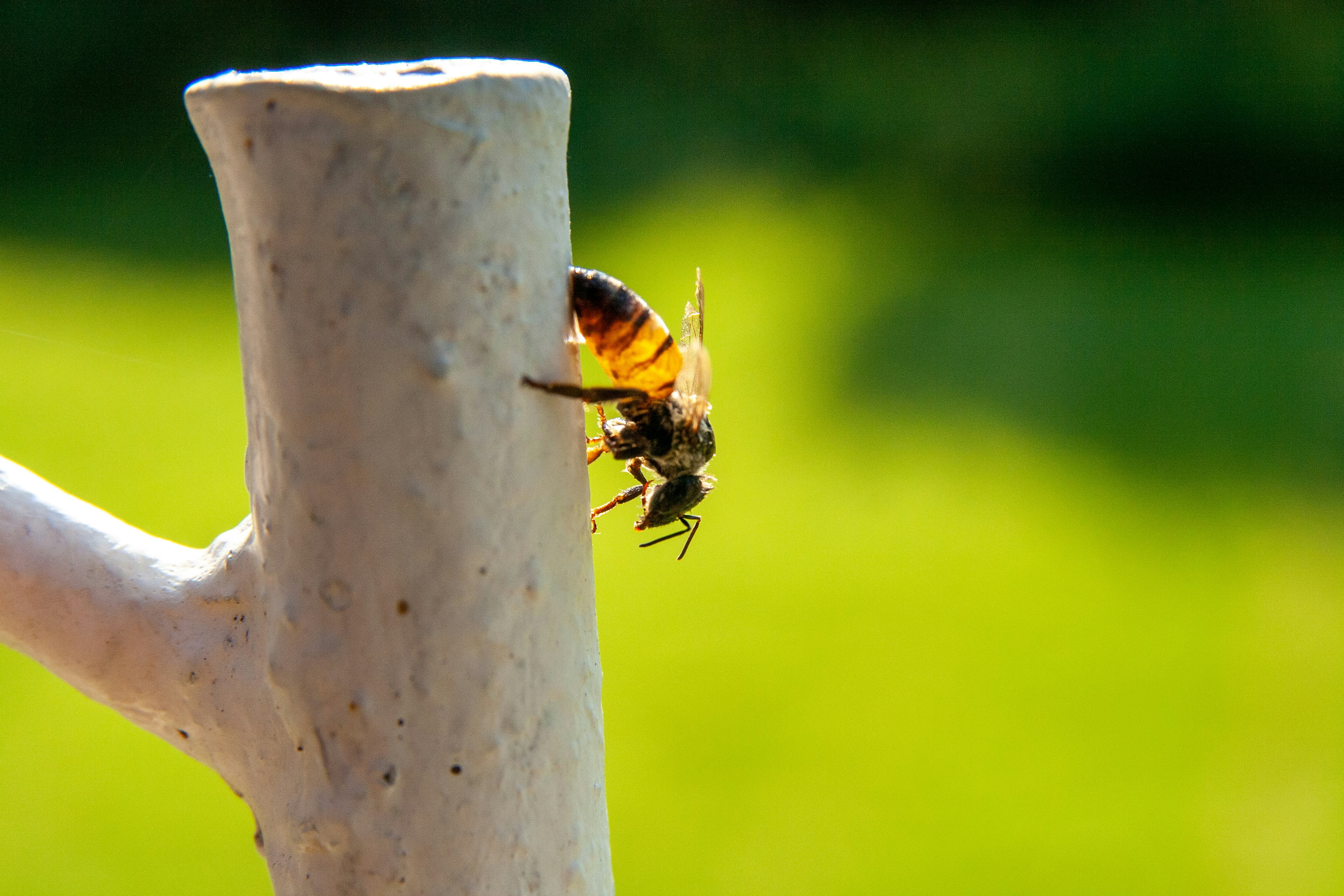 ¿Puede el desarrollo de API personalizadas ayudar a reducir costos y ahorrar tiempo?