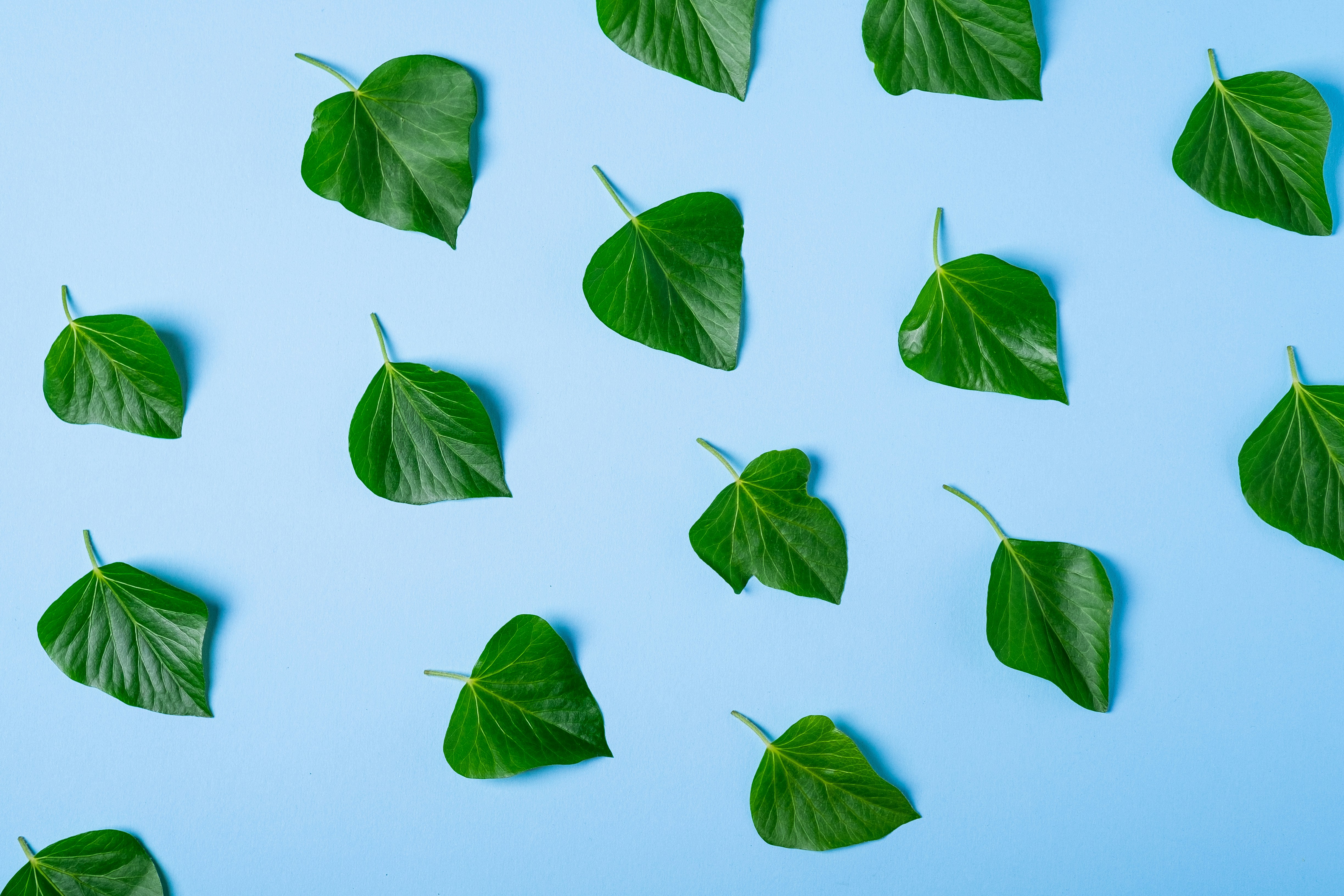 ¿Cómo apoyan los servicios de aplicación personalizados la sostenibilidad y eficiencia?