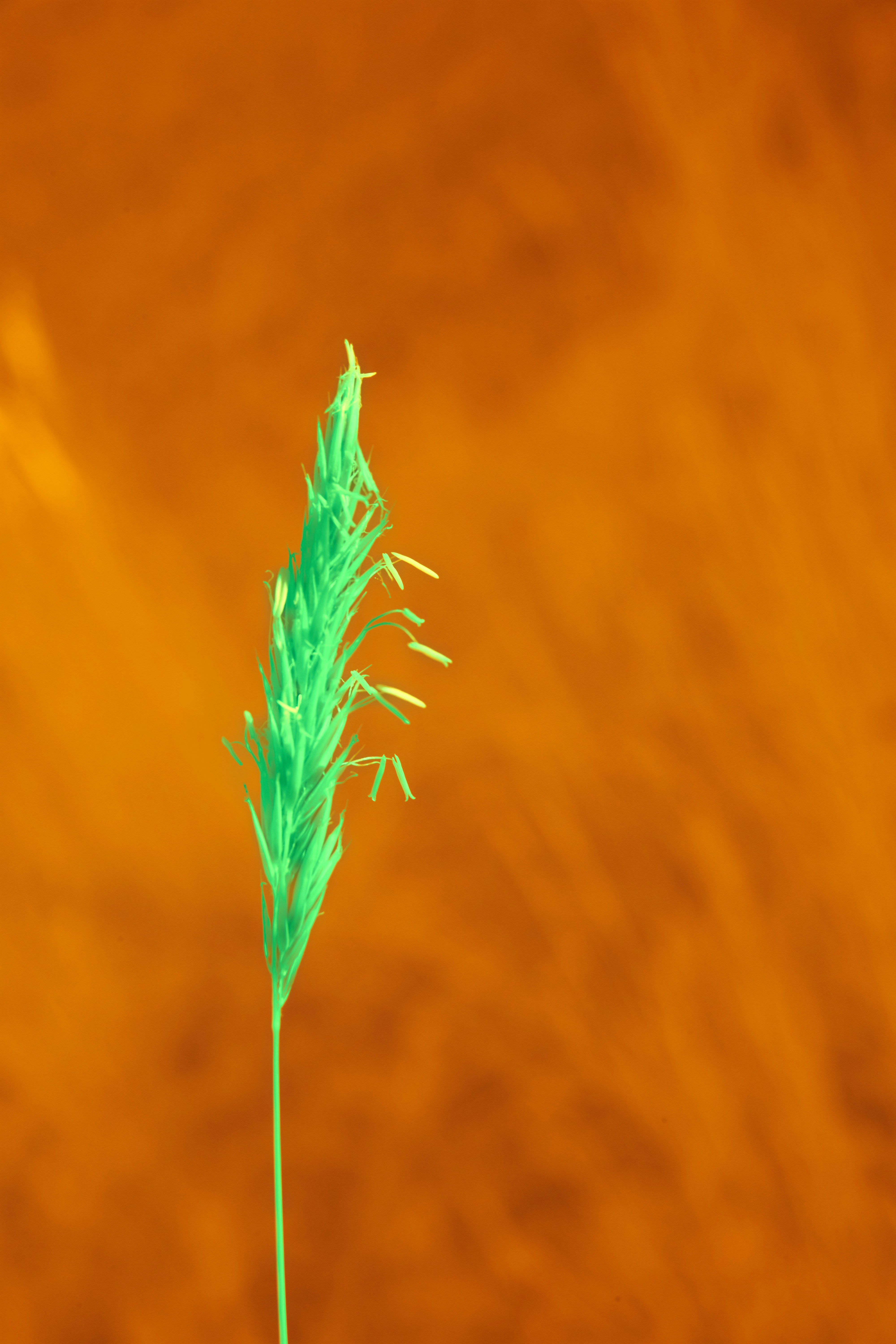 Agronomía de precisión: Aprendizaje profundo por refuerzo para la identificación adaptativa de malezas y pulverización dirigida en campos de maíz