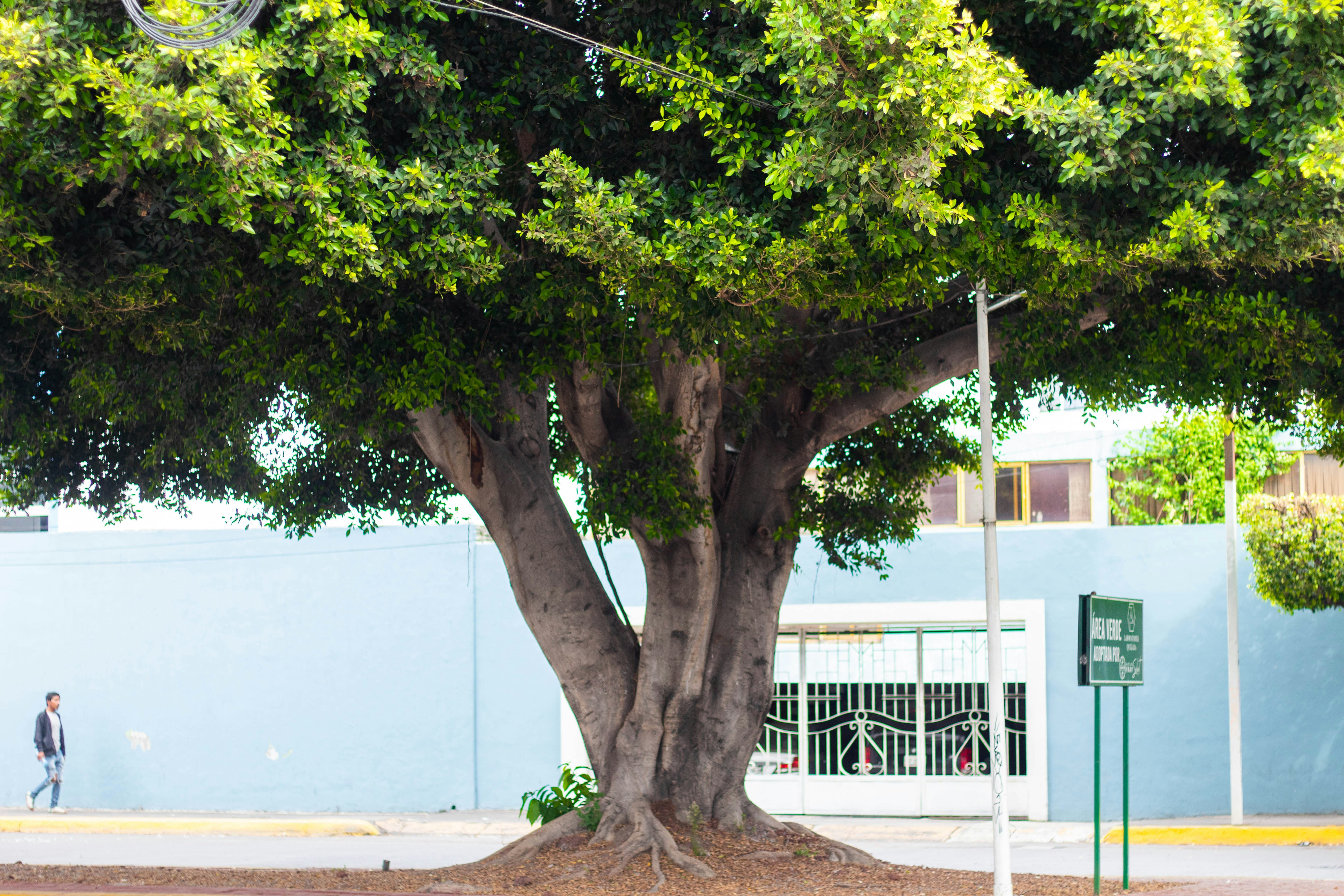 Aprendizaje en línea en MDPs de árbol tratando políticas como brazos de bandido