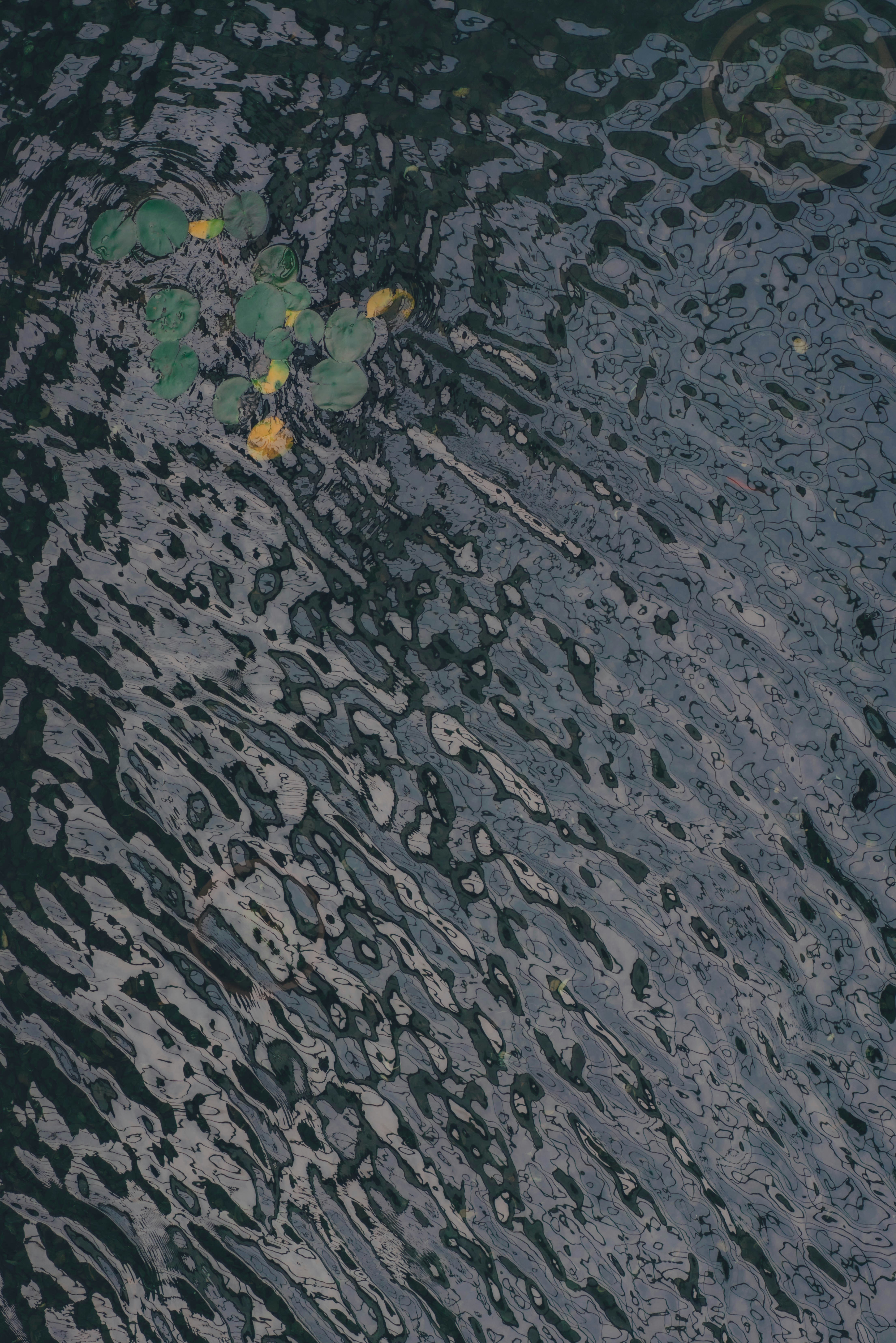 Oculté una marca de agua en capturas de pantalla, y iOS pensó que era una contraseña
