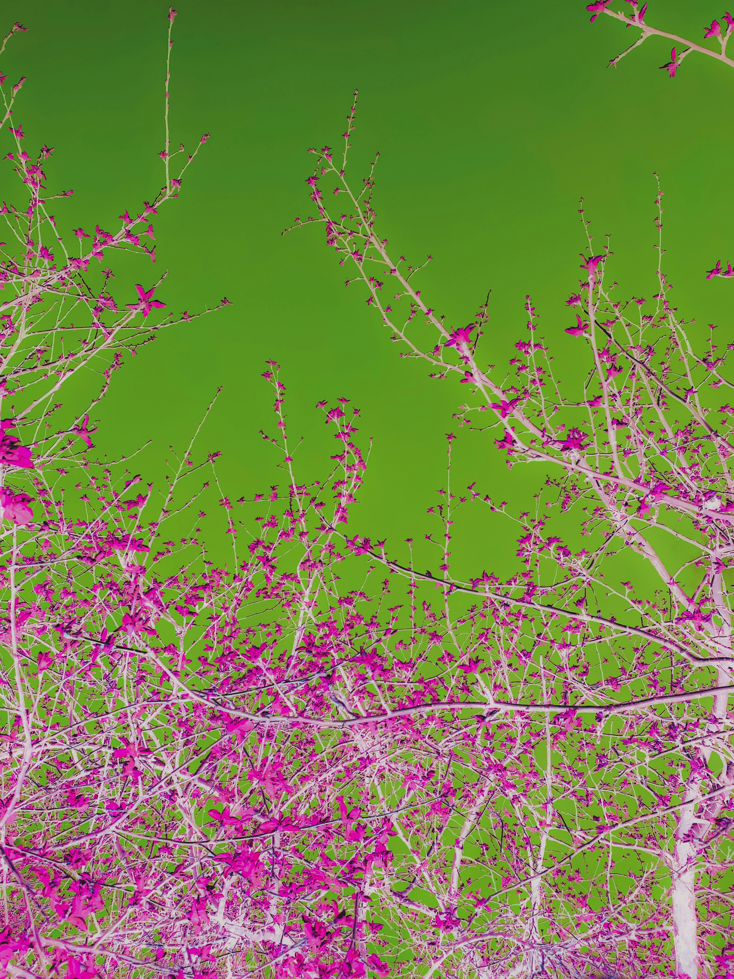 Búsqueda evolutiva neuro-simbólica formal para la autoformalización diversa y efectiva en la demostración