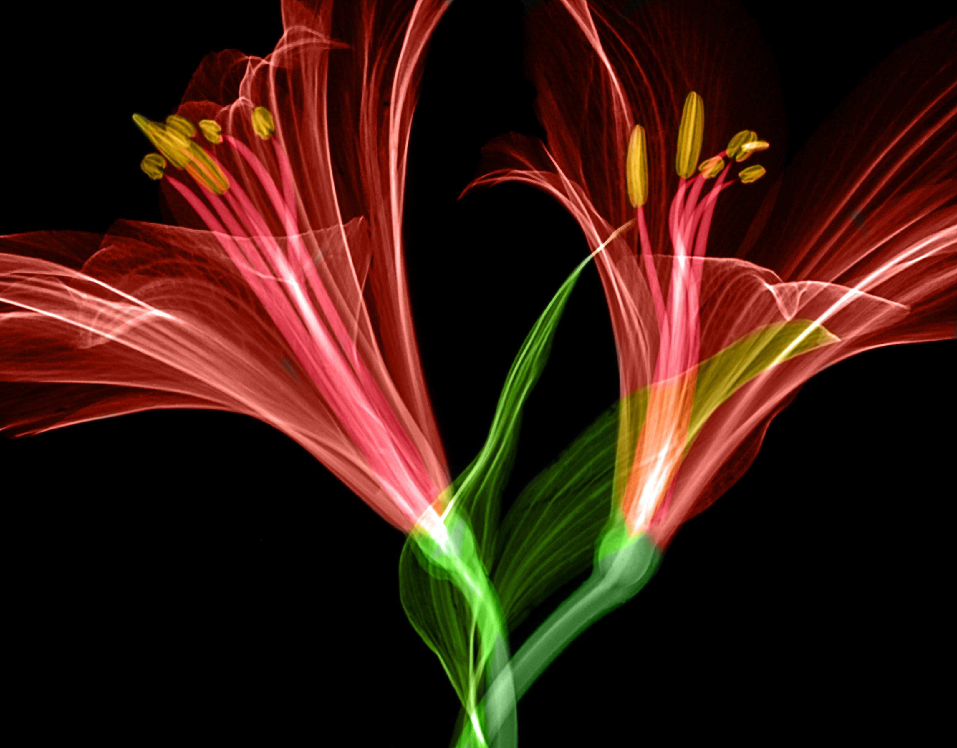 Flores: Un impulsor de Warp Drive para solucionadores de EDP neuronales