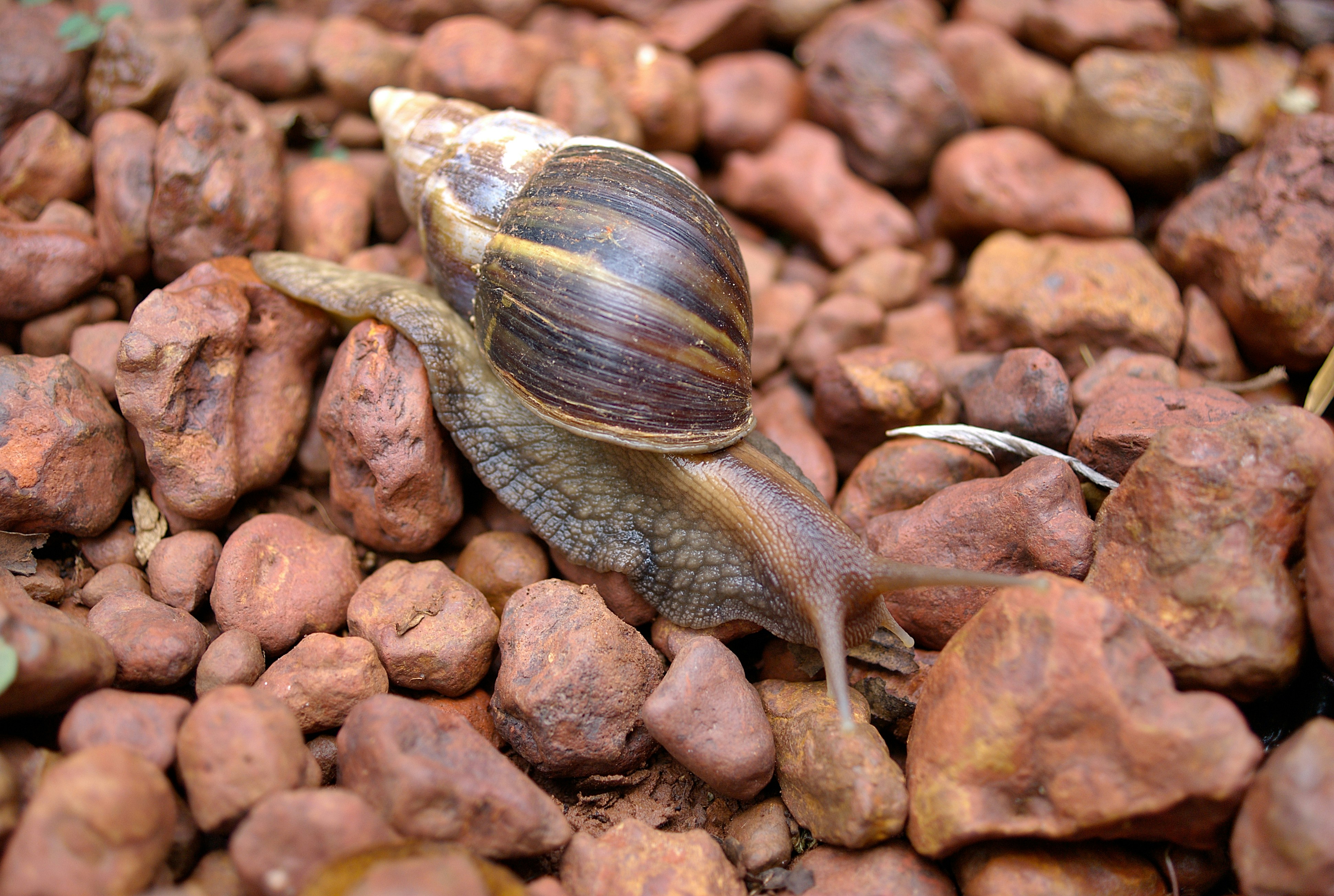 Caracoles más grandes y mayor flexibilidad en el tiempo de compilación