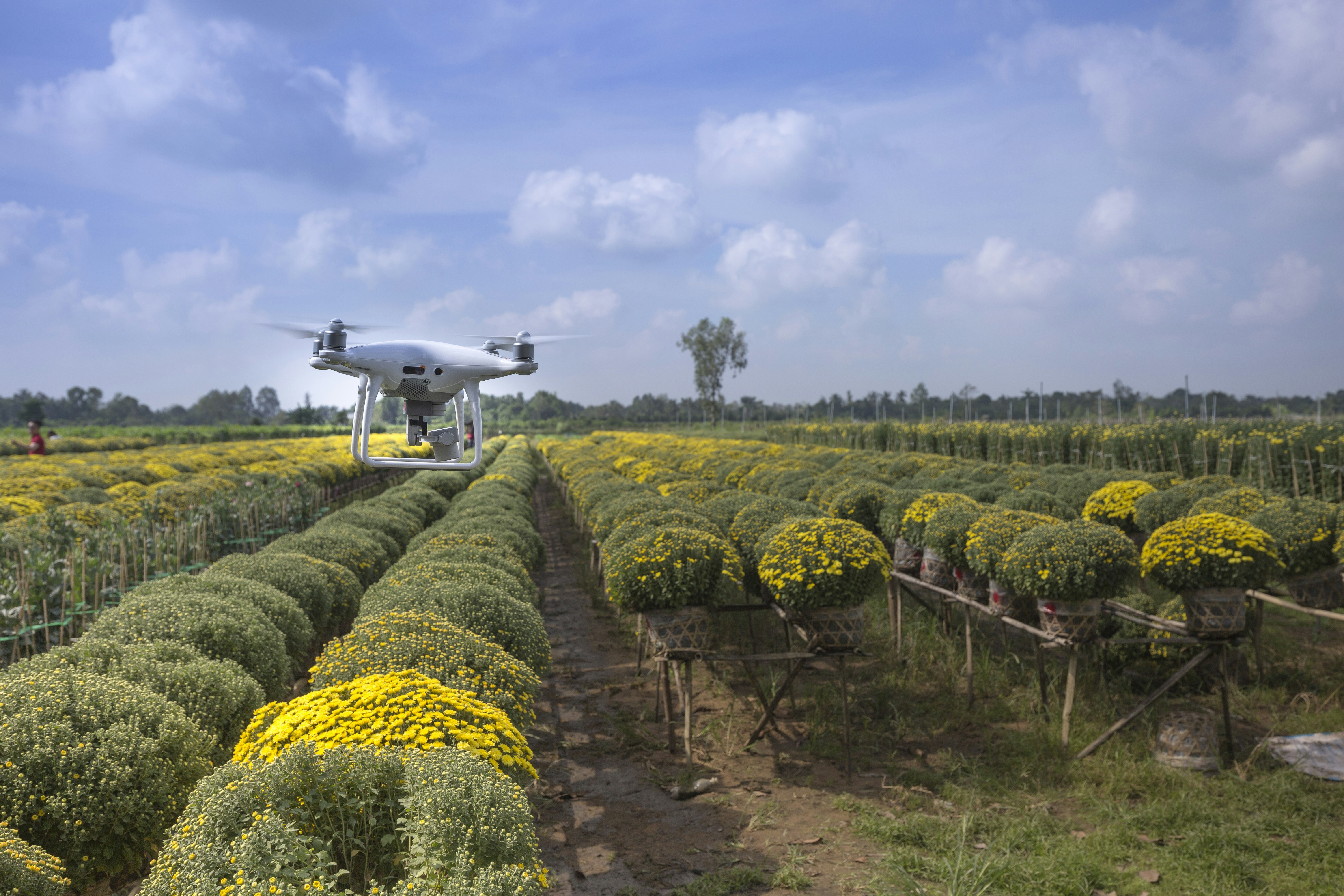 Guía completa sobre drones y agricultura: usos, ventajas, desafíos y casos reales