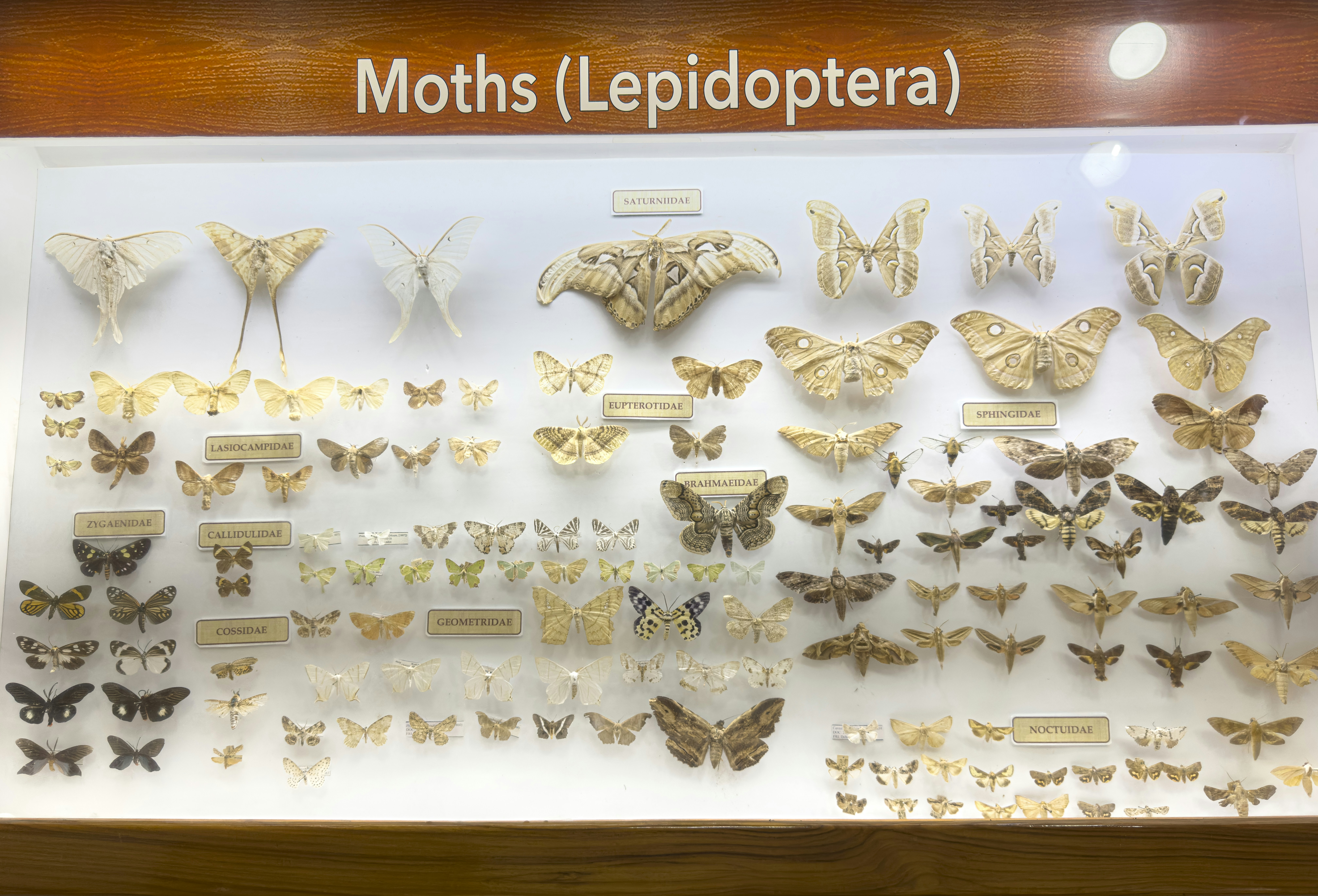 Incrustación de la morfología en Transformers para el aprendizaje de políticas entre robots