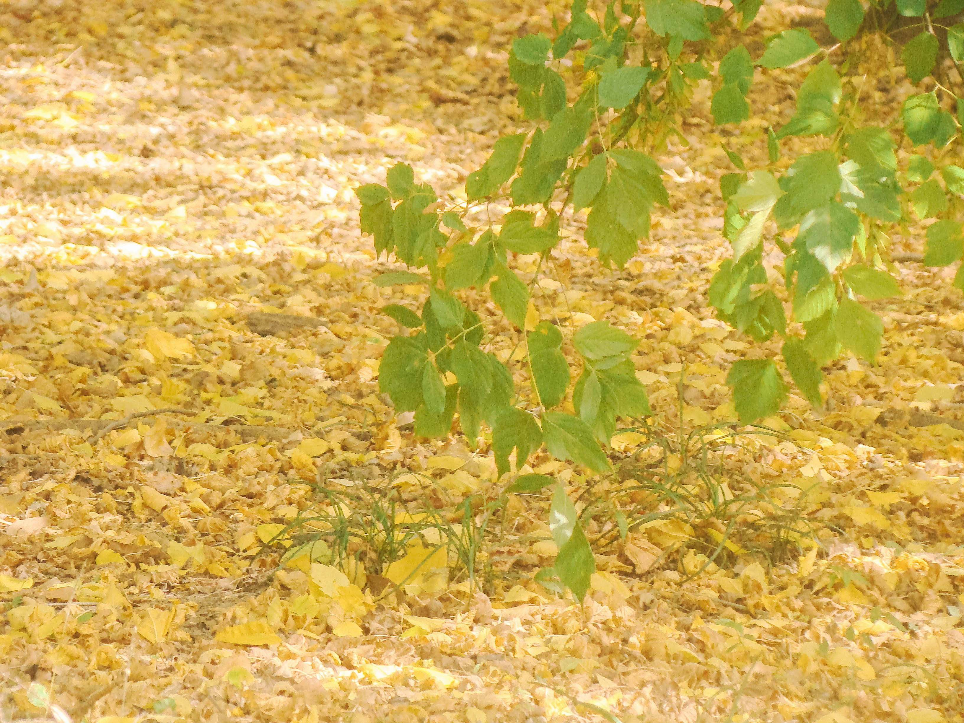 ¿Qué resultados medibles puedo esperar al cambiar de hojas de cálculo a la automatización?