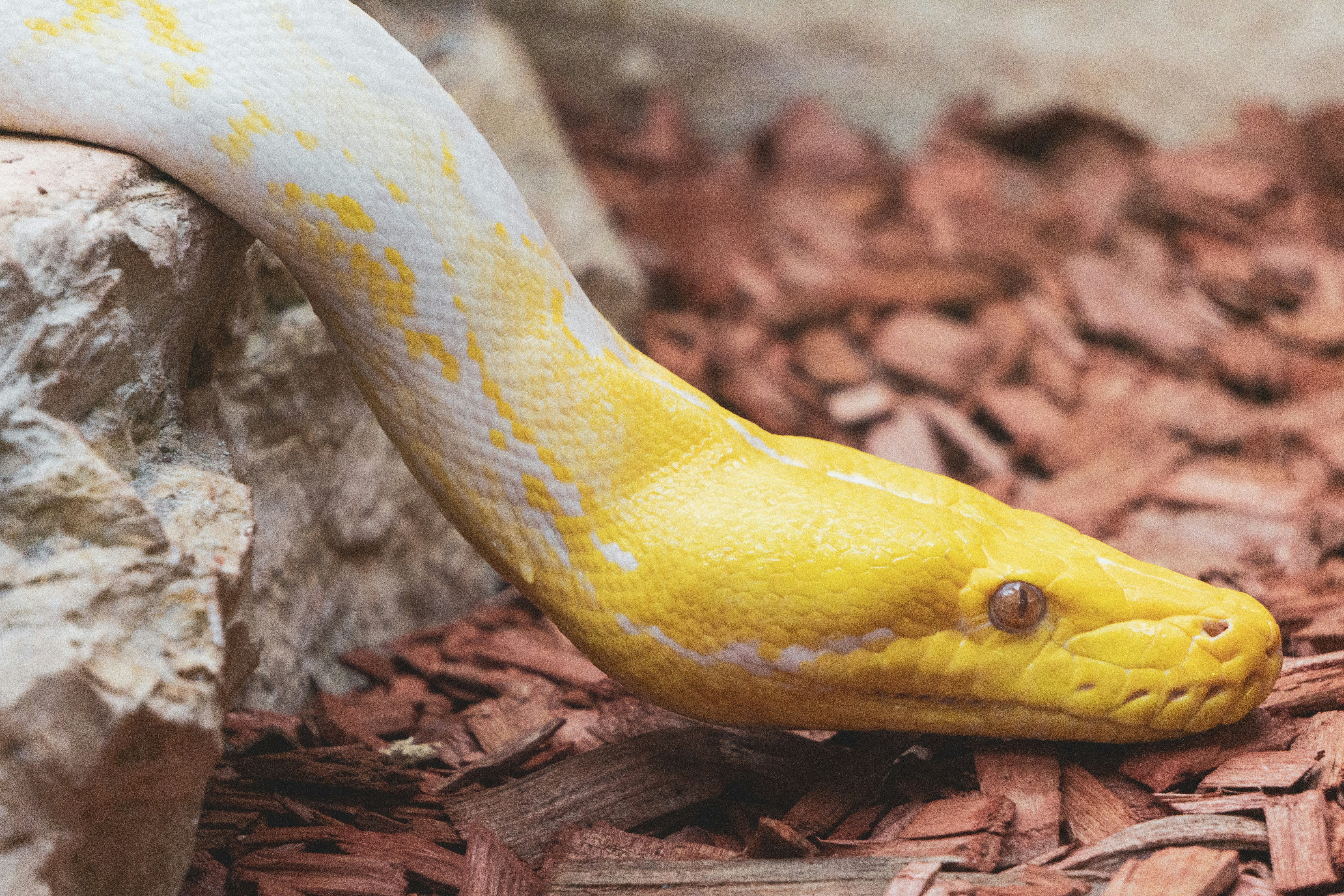 El próximo acto de Python - Por qué el "lenguaje de unión" se pegará a todo