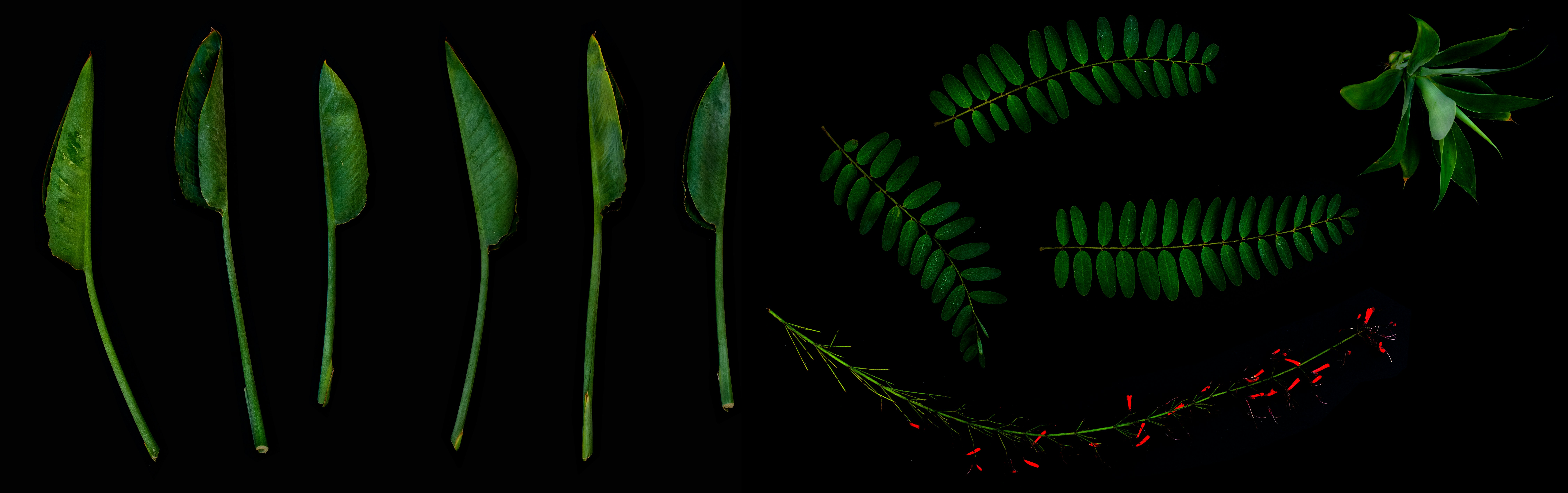 Descodificación de la defensa de las plantas: un análisis de red dinámica de las vías de biosíntesis de fitoalexinas