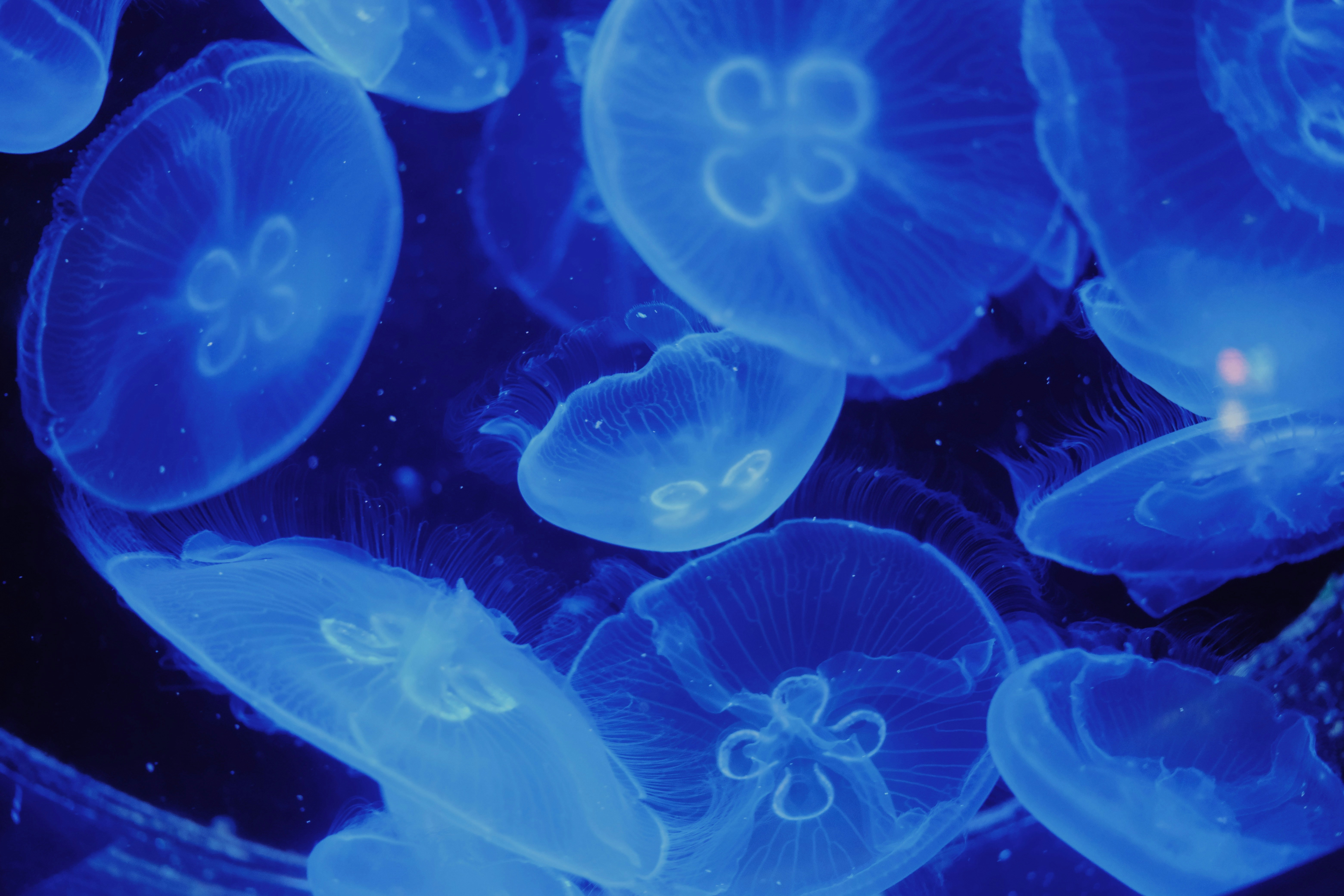 Biotecnología marina o biotecnología azul: el potencial azul de los océanos y su impacto en nuestra vida