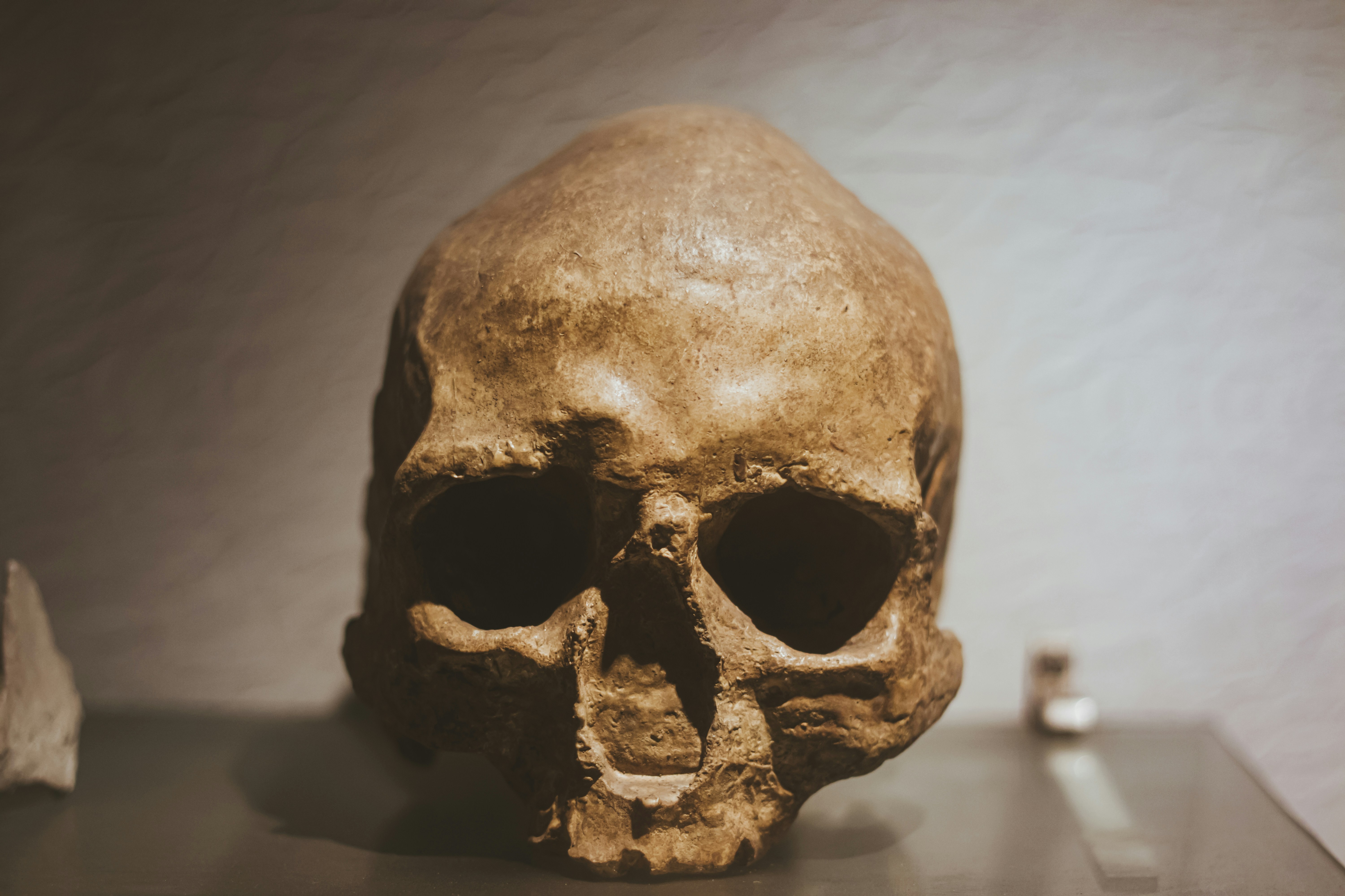 ¿Qué tan inteligentes eran los neandertales?