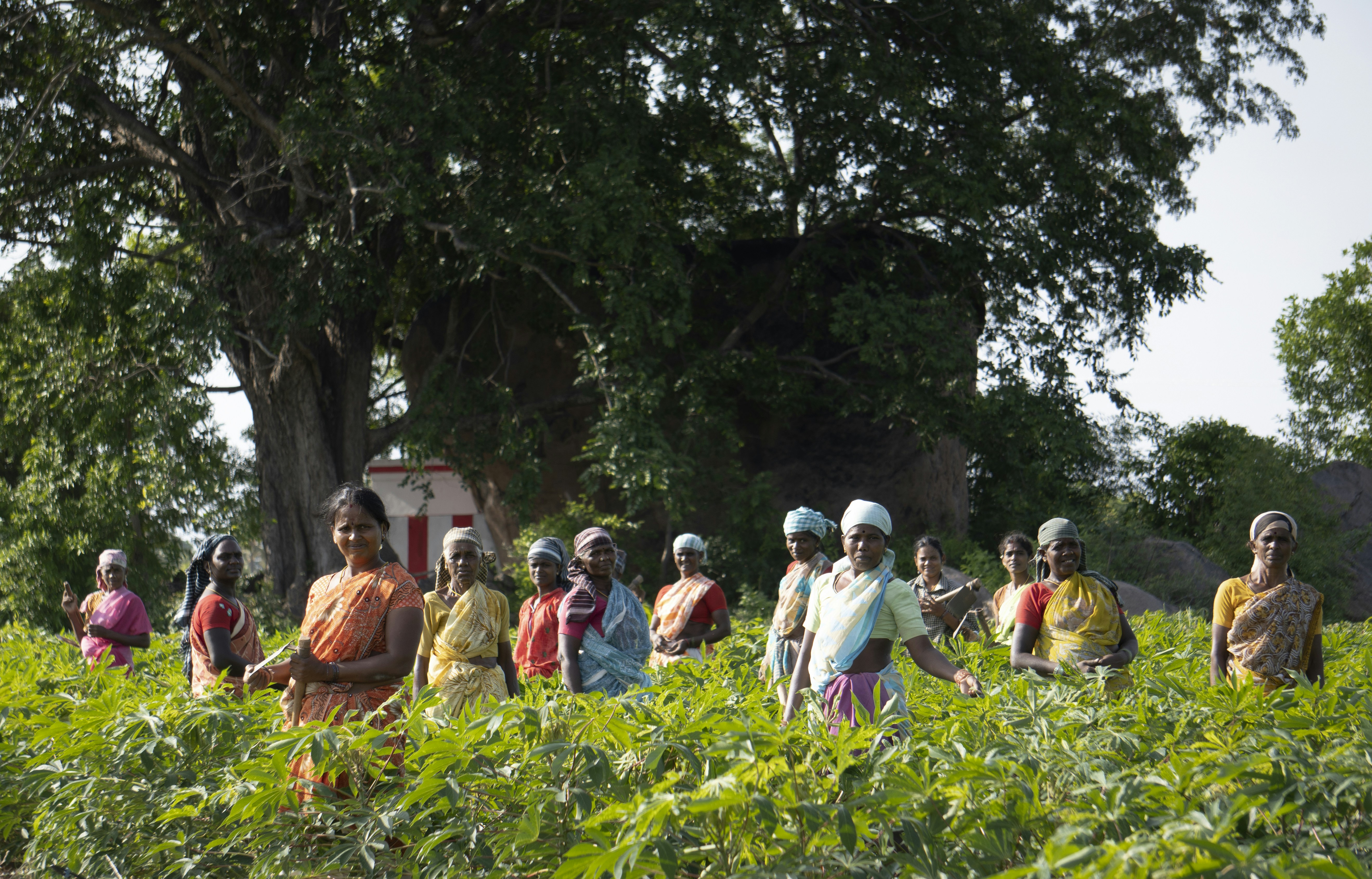 ¿Cómo puede la gestión garantizar la adopción de servicios de desarrollo de IA?