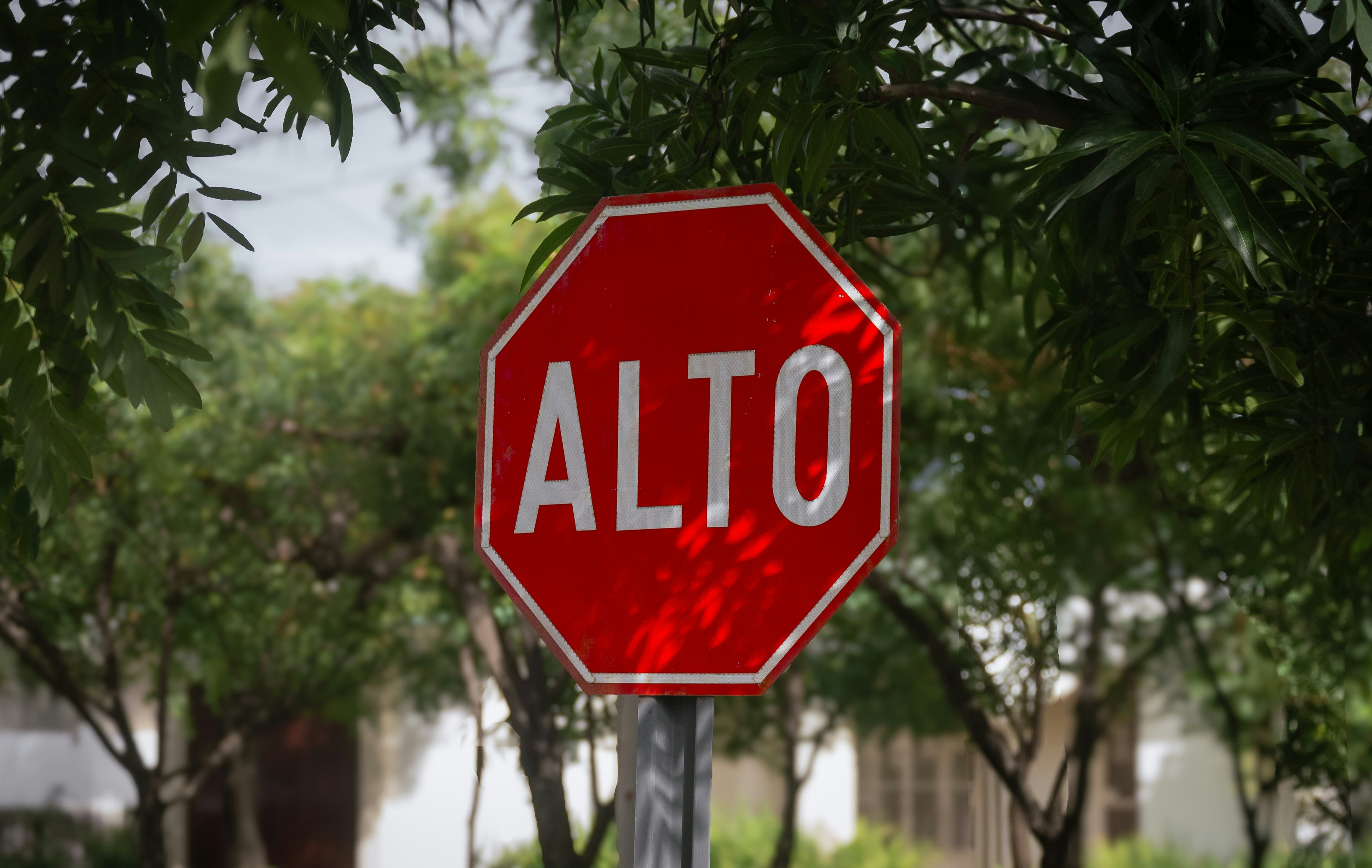 Auto-destilación basada en preferencias: más allá del emparejamiento KL mediante regularización de recompensas