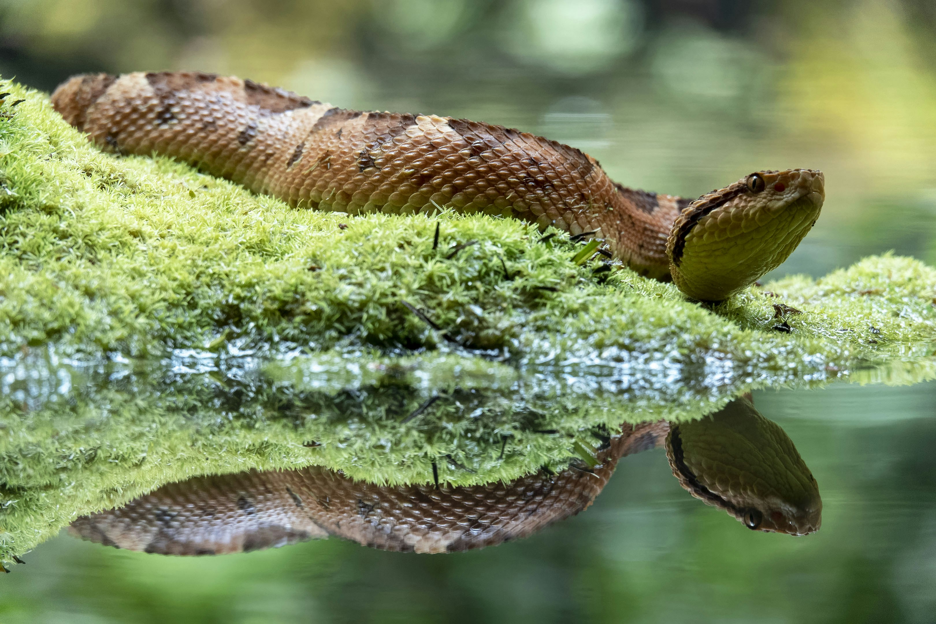 Python por Estructura: Comprensiones de Listas y su Complejidad Oculta