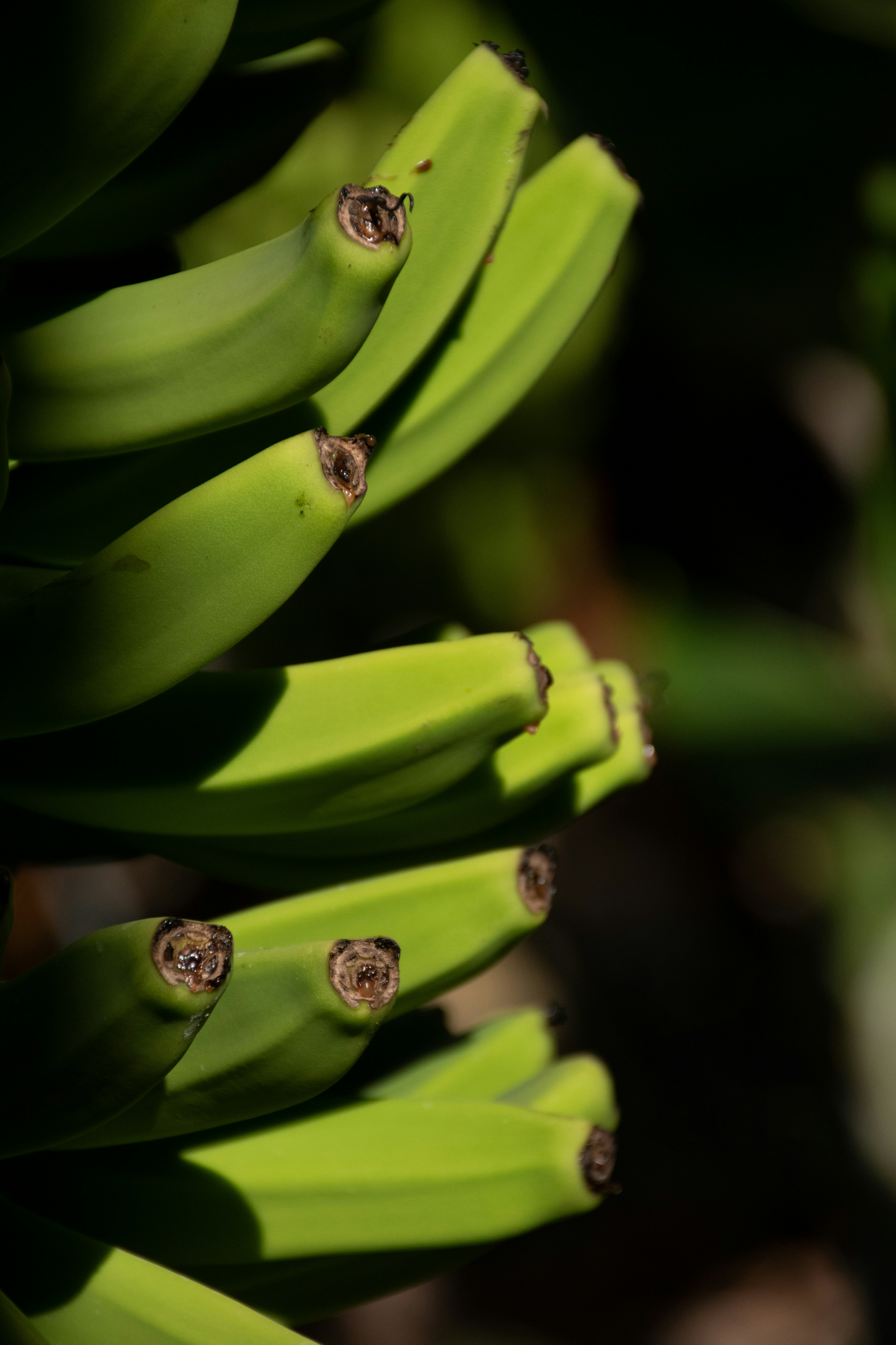 De píxeles muertos a emoción cinematográfica: ¿Por qué Nano Banana Pro es el sueño del narrador?