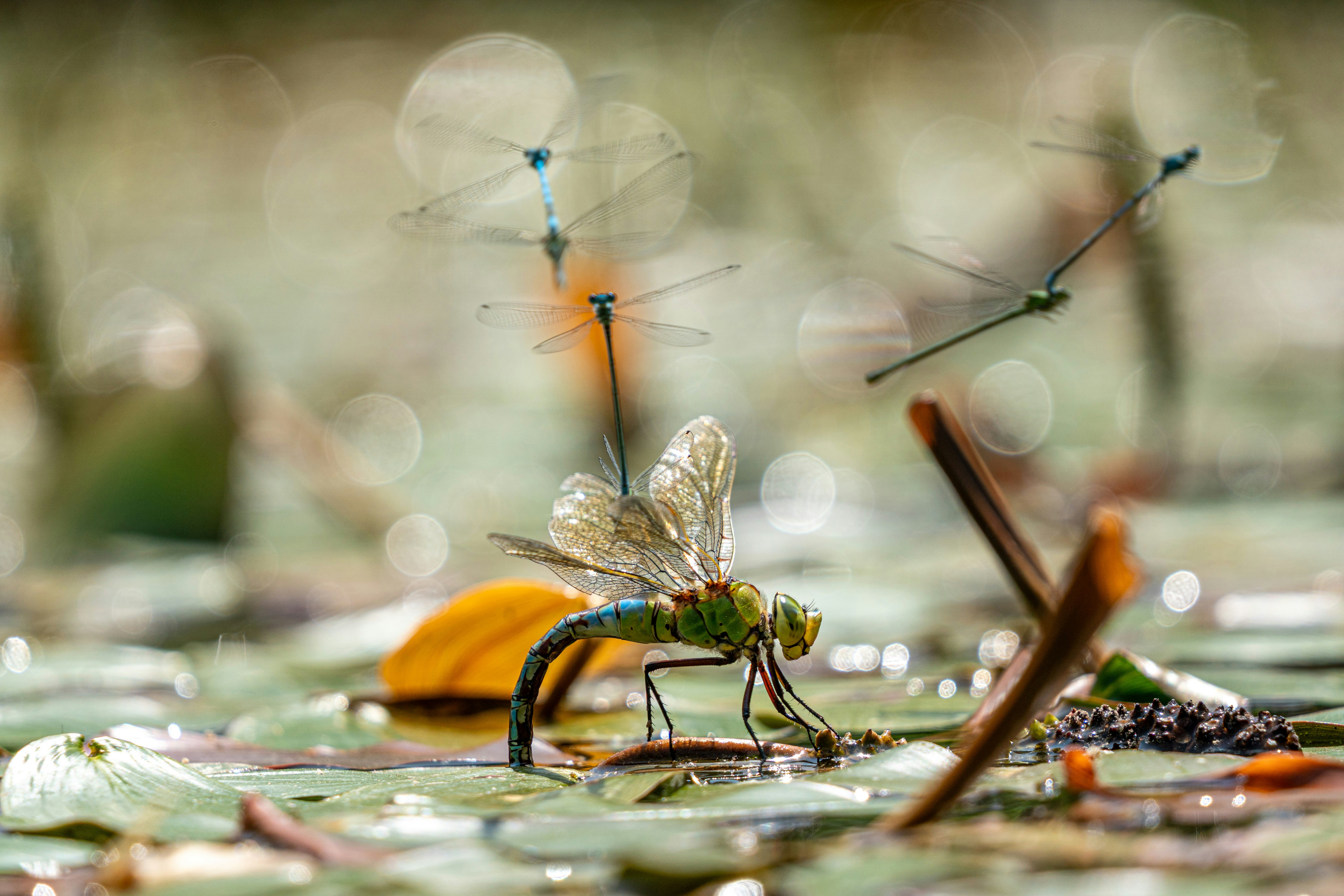 Un enfoque eficiente inspirado en insectos para la navegación visual hacia un punto objetivo