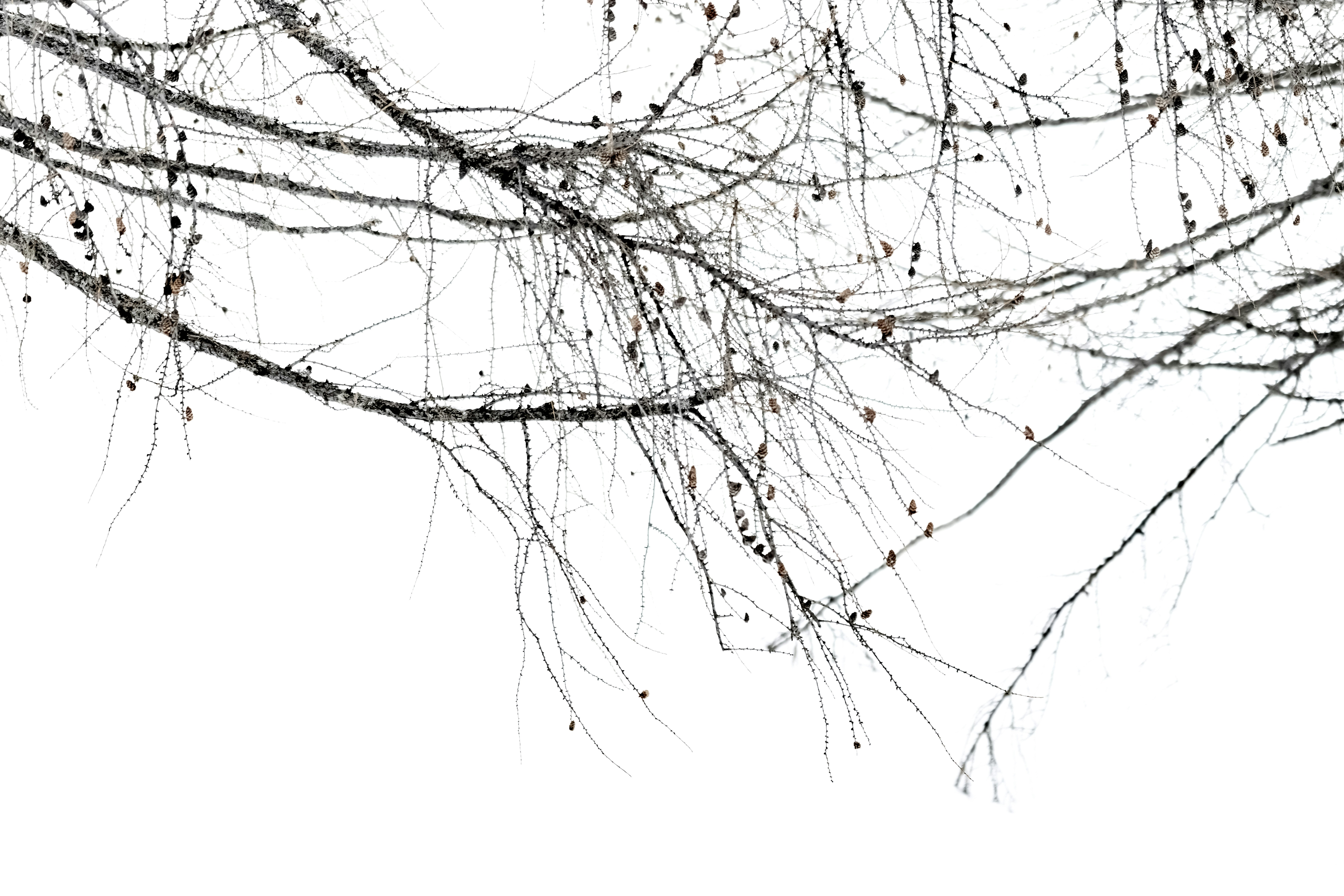 Las 20 mejores empresas de servicios de aplicación a medida en Alcalá de Guadaíra