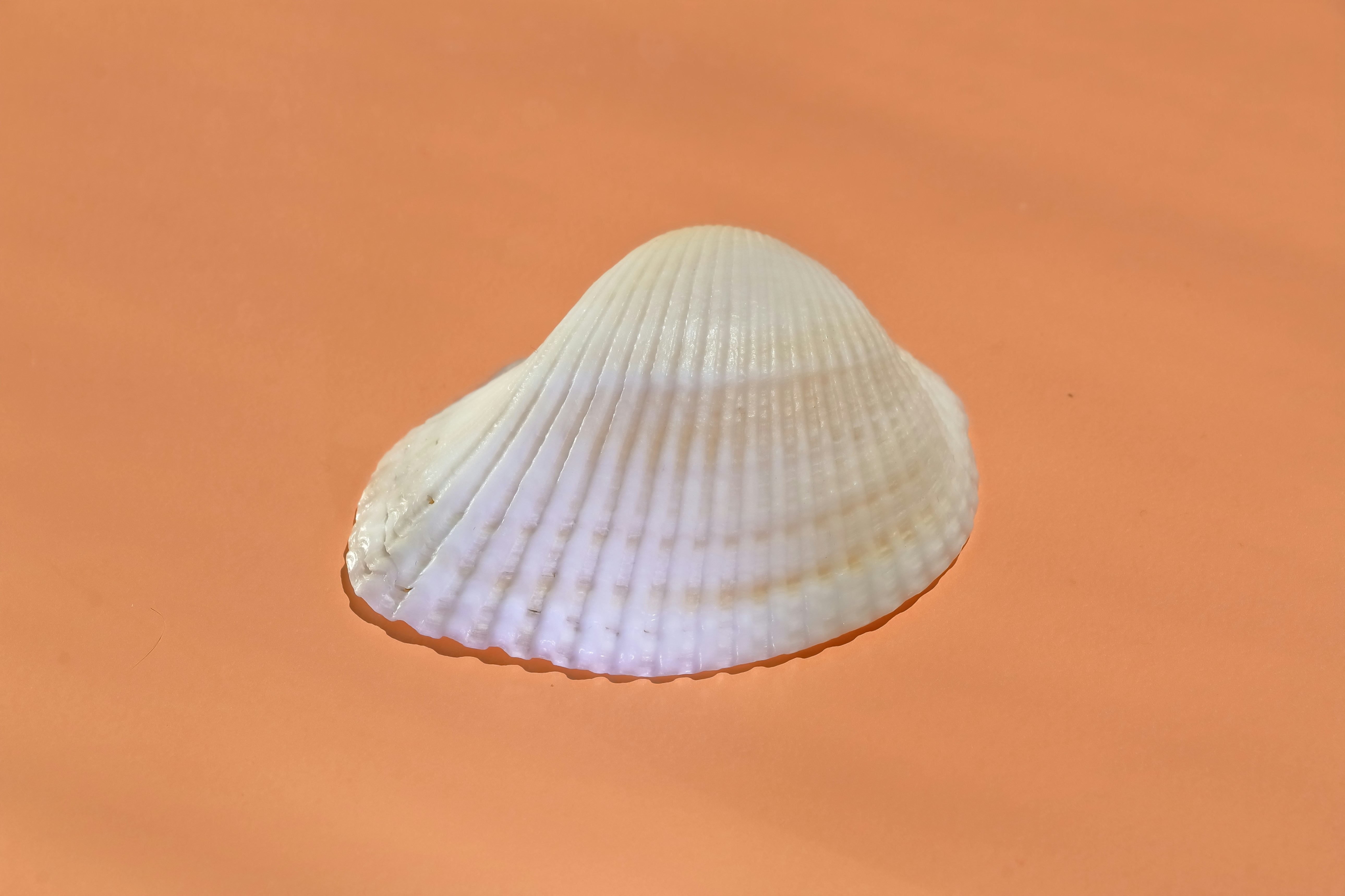 4 shells de Linux ignorados que realmente querrás usar