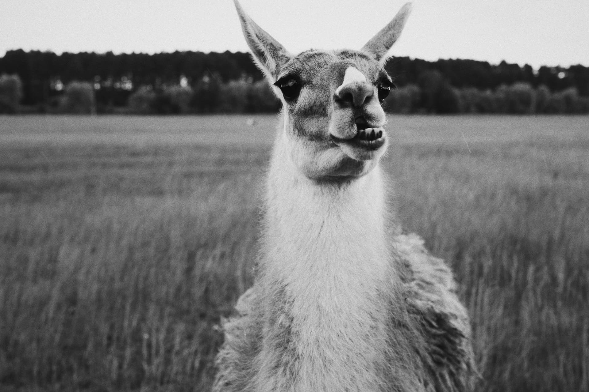 Encontré 4 vulnerabilidades críticas probando Llama 3.2 (Y tú también puedes)