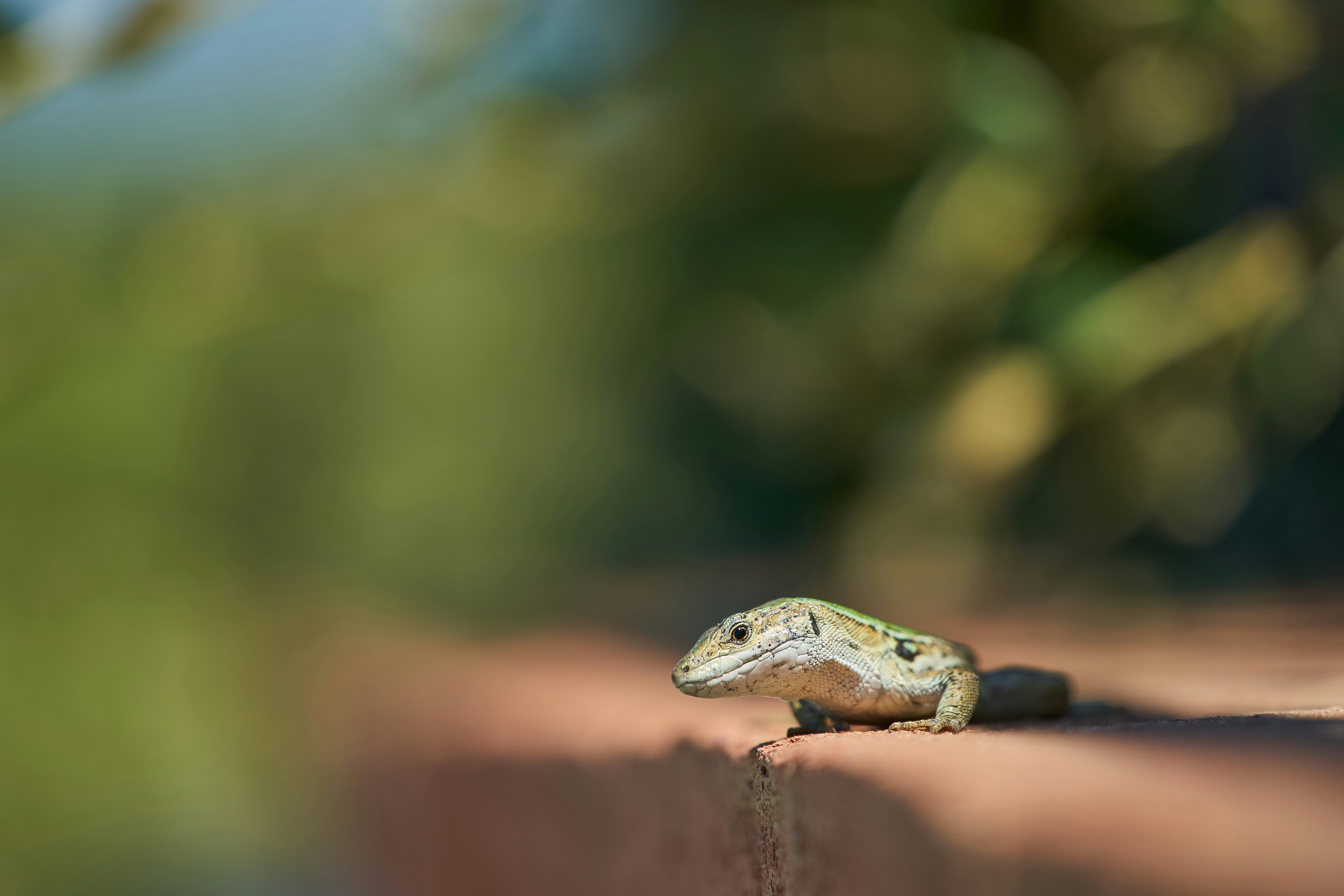 Joven desarrollador de Python compartiendo mi viaje de aprendizaje