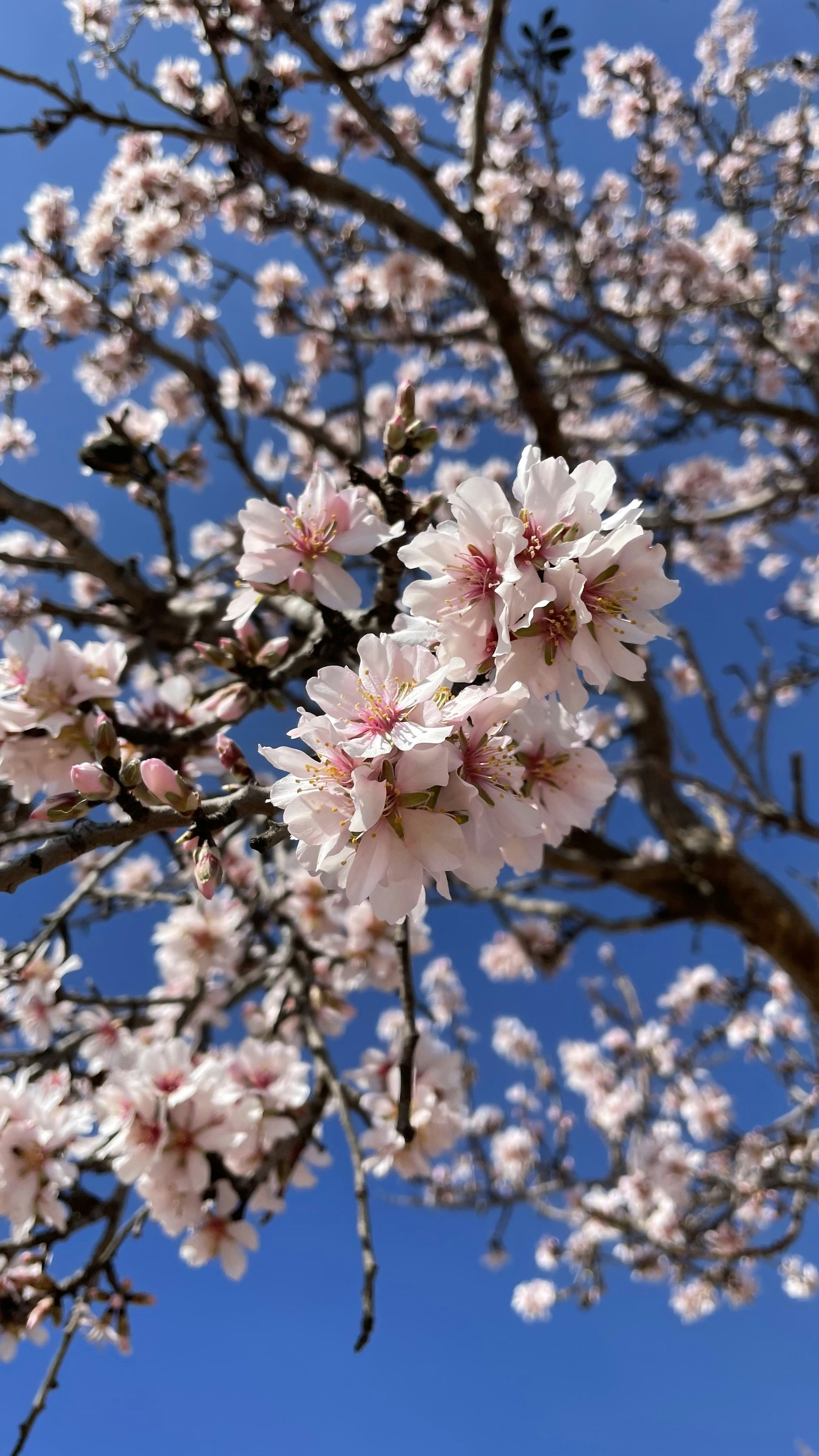 Mejores 100 empresas para la externalización de servicios de programación en Requena