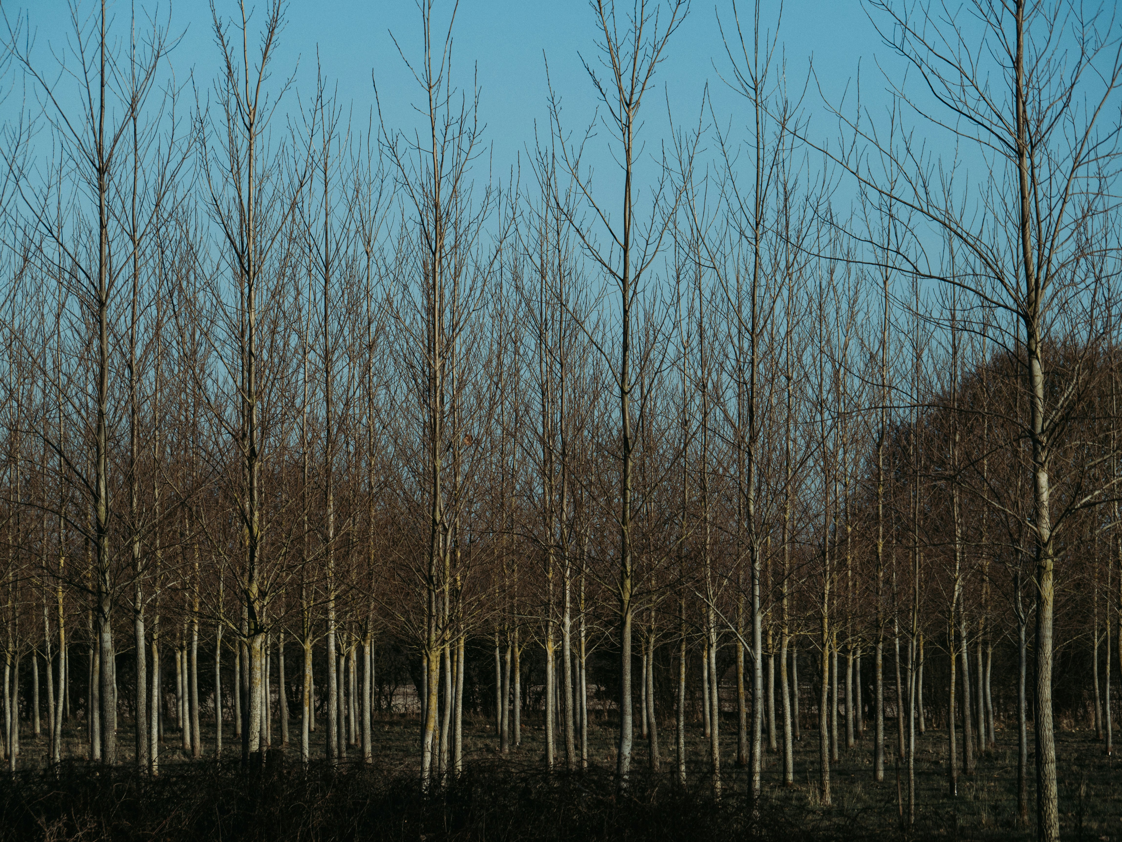 Aplicaciones en Alberite