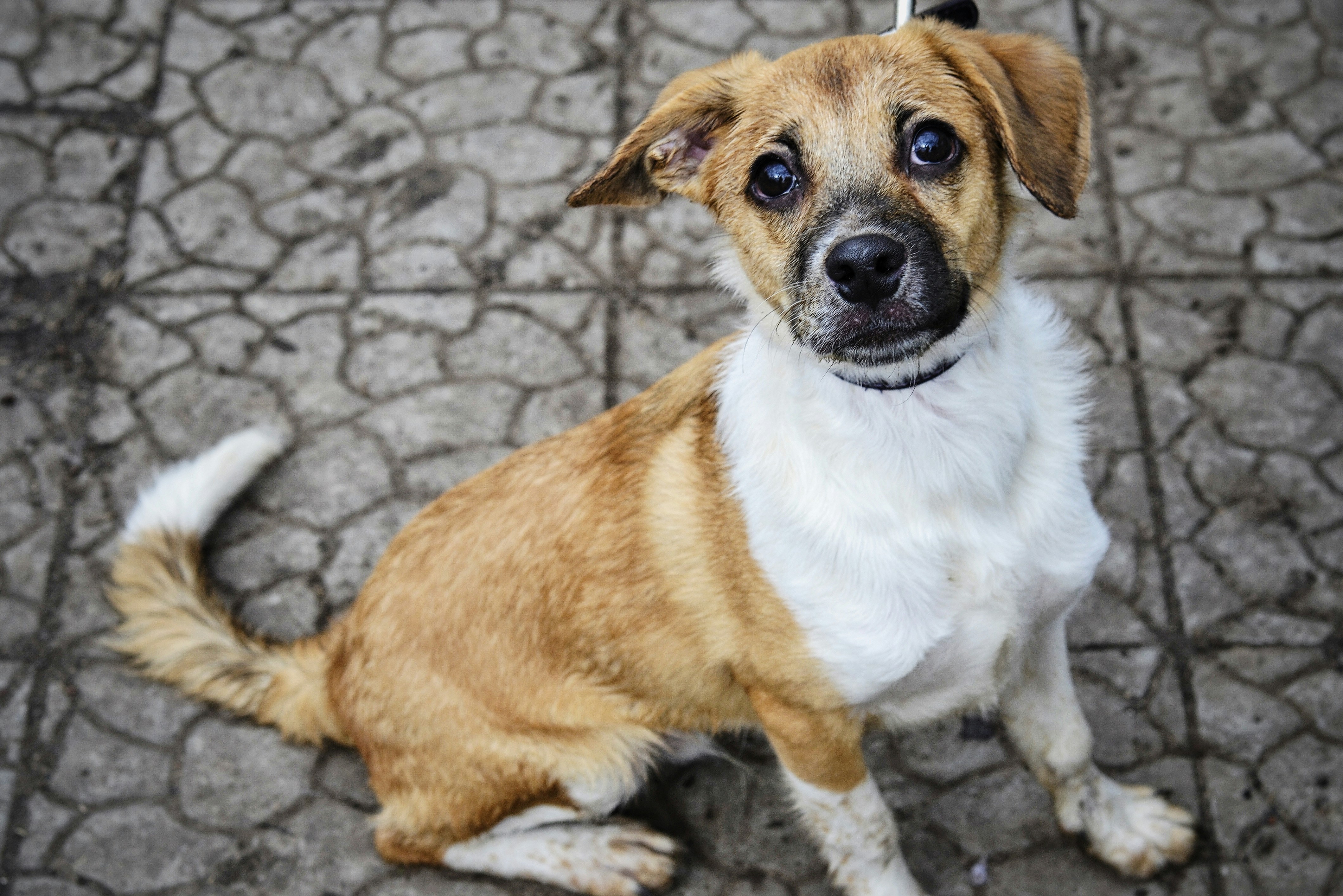 ¿Qué preguntas debo hacer antes de adoptar la eliminación de aprobaciones manuales de documentos?