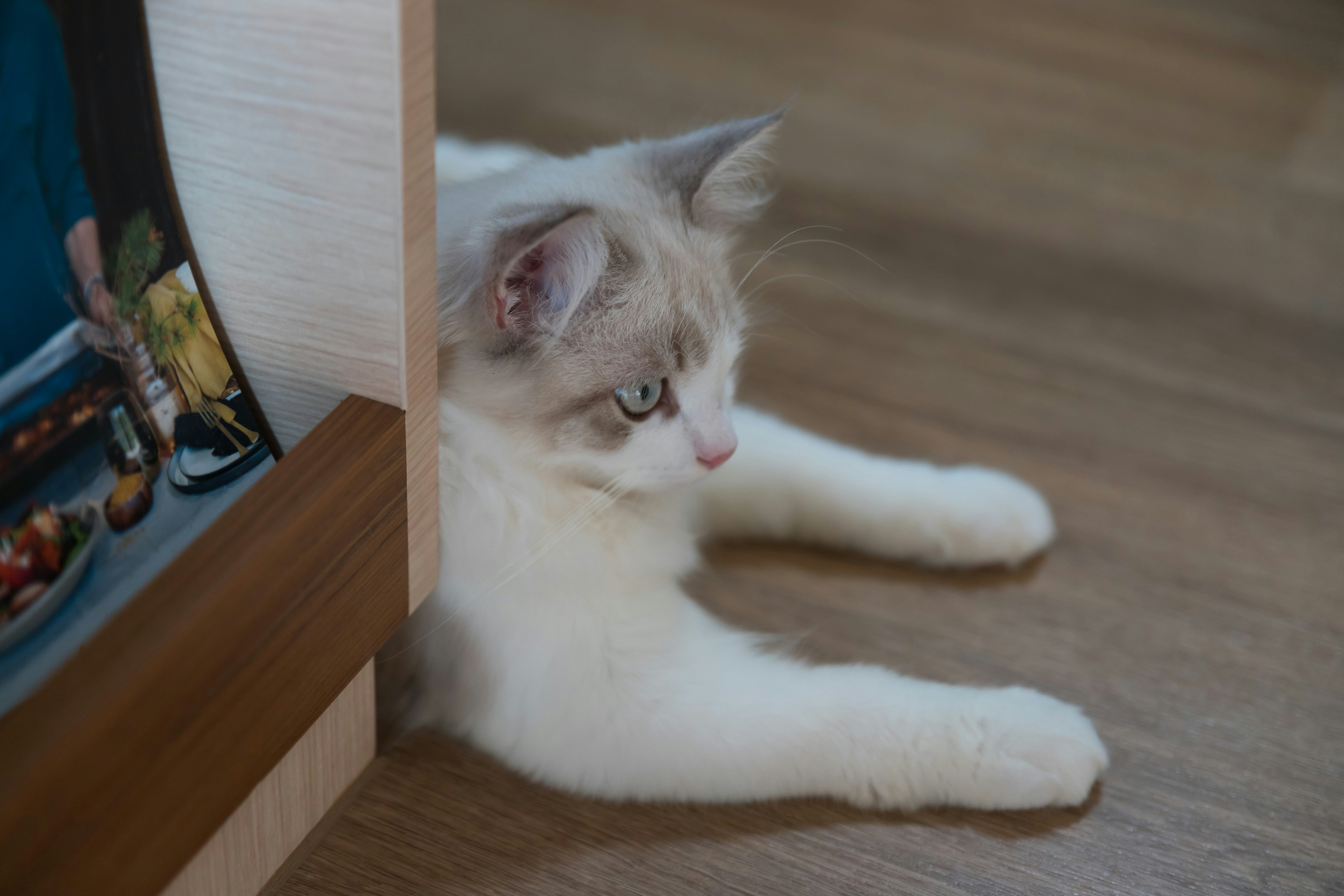 Diseños modulares y smartphones para gatos: Nuestra tecnología favorita del MWC 2026