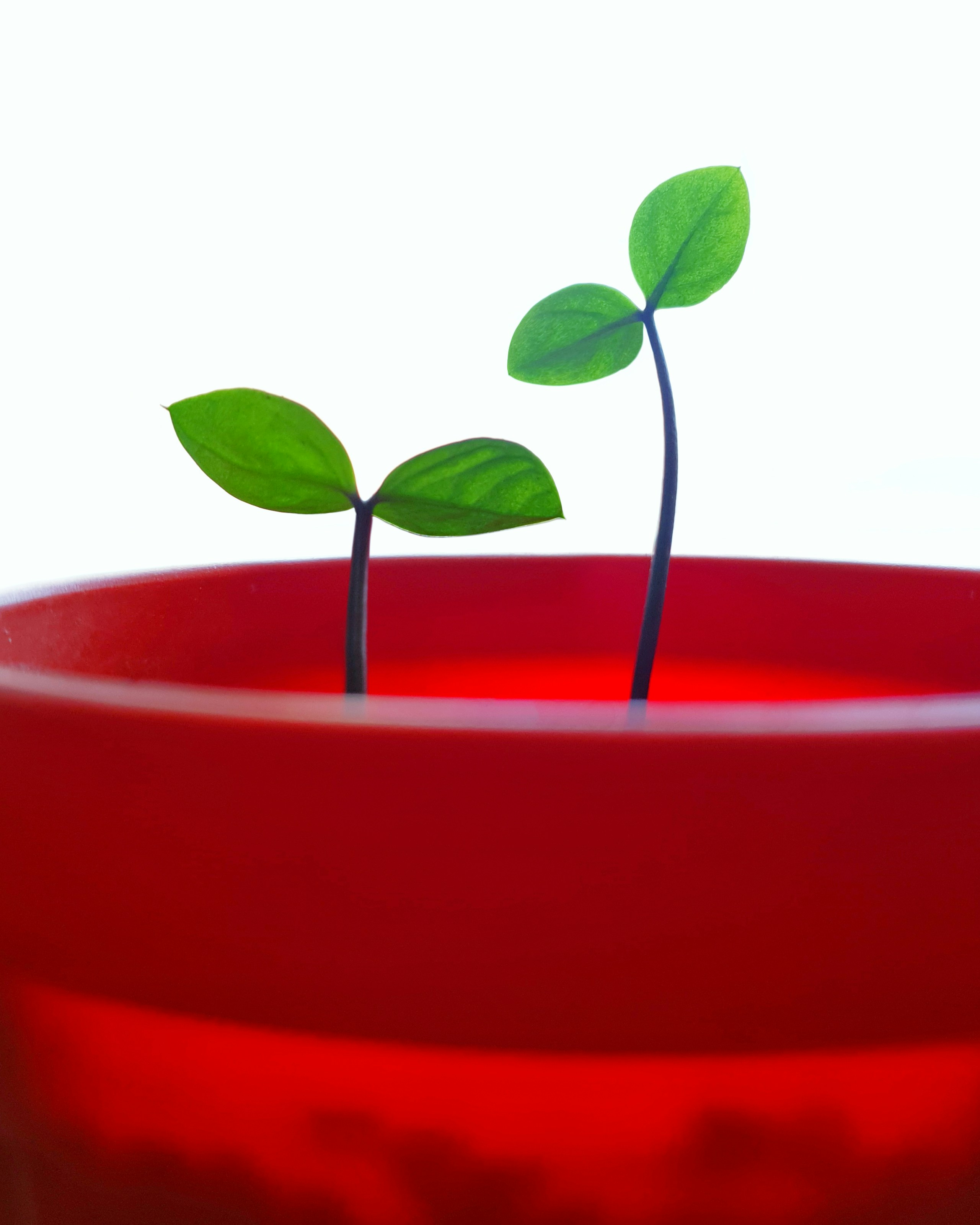 Desbloqueando el crecimiento: Los principales beneficios de asociarse con un proveedor de tecnología estratégica