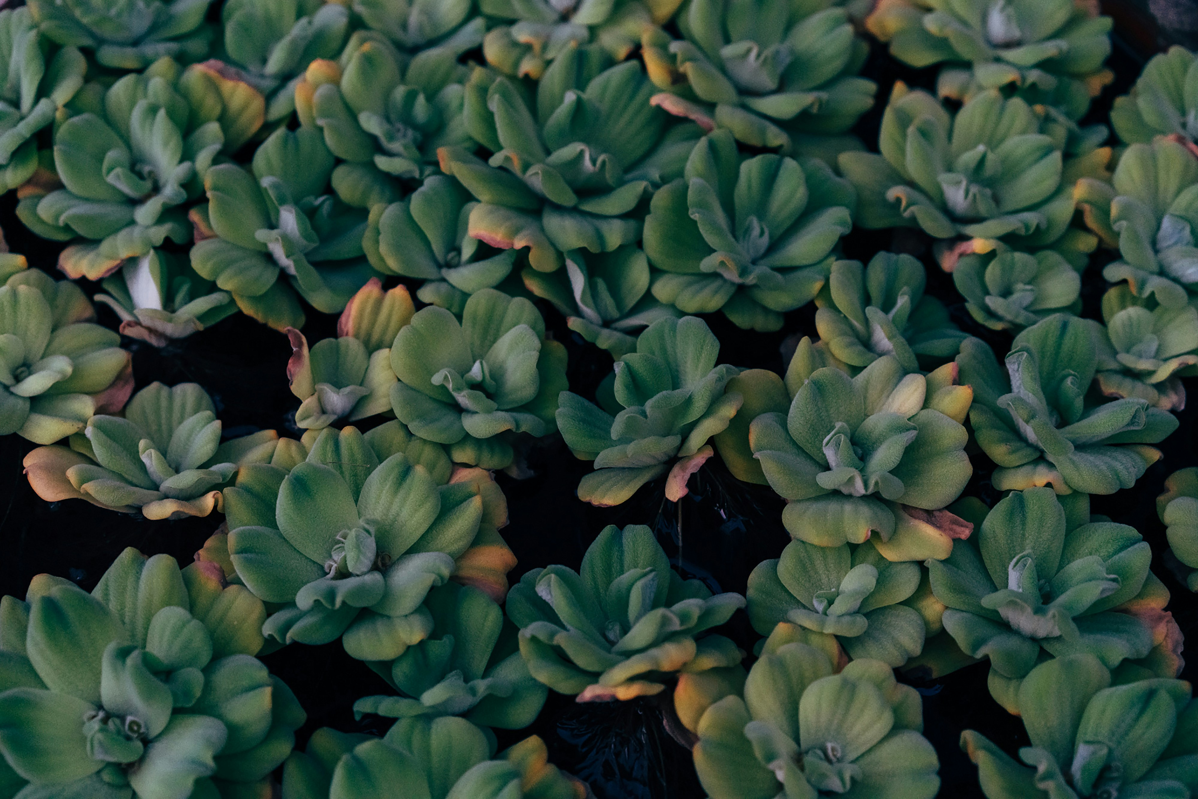 Flujos Ramificados: Emparejamiento de Flujos Discretos, Continuos y en Variedades con Divisiones y Eliminaciones