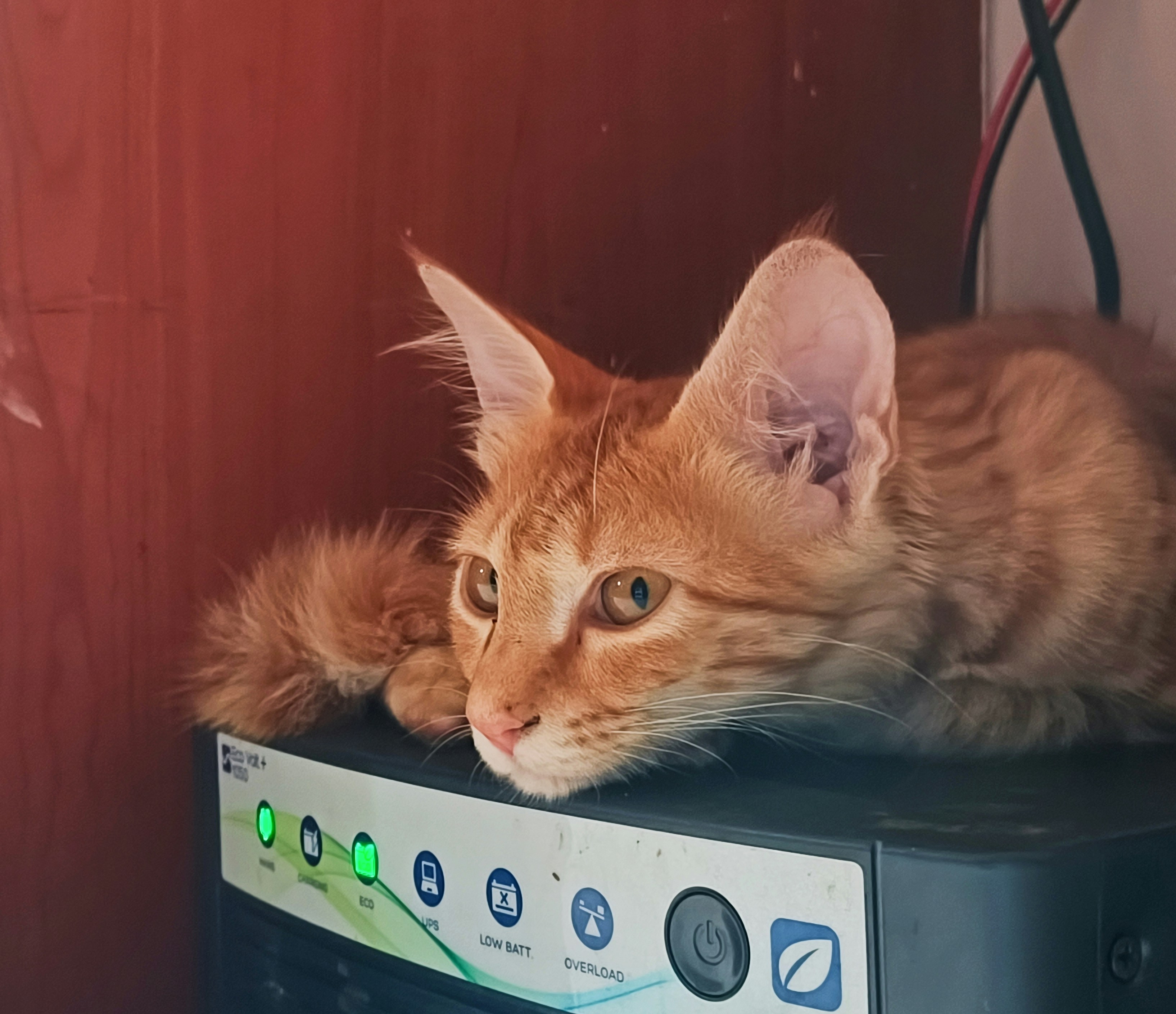 No actualices a Cat6: tu Ethernet Cat5e funciona perfectamente