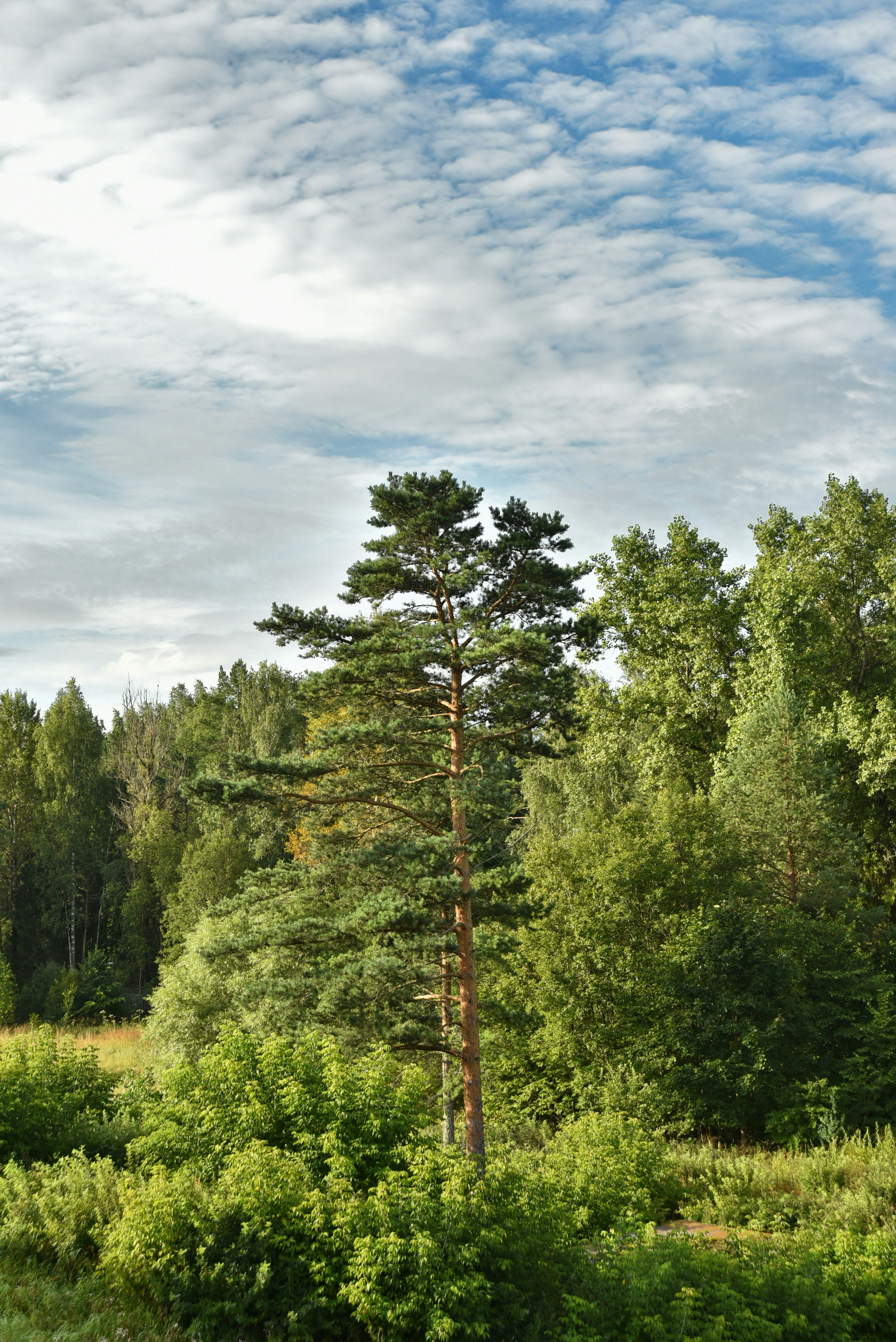¿Es compatible el sistema de gestión de empresas de paisajismo con modelos de trabajo remoto o híbridos?