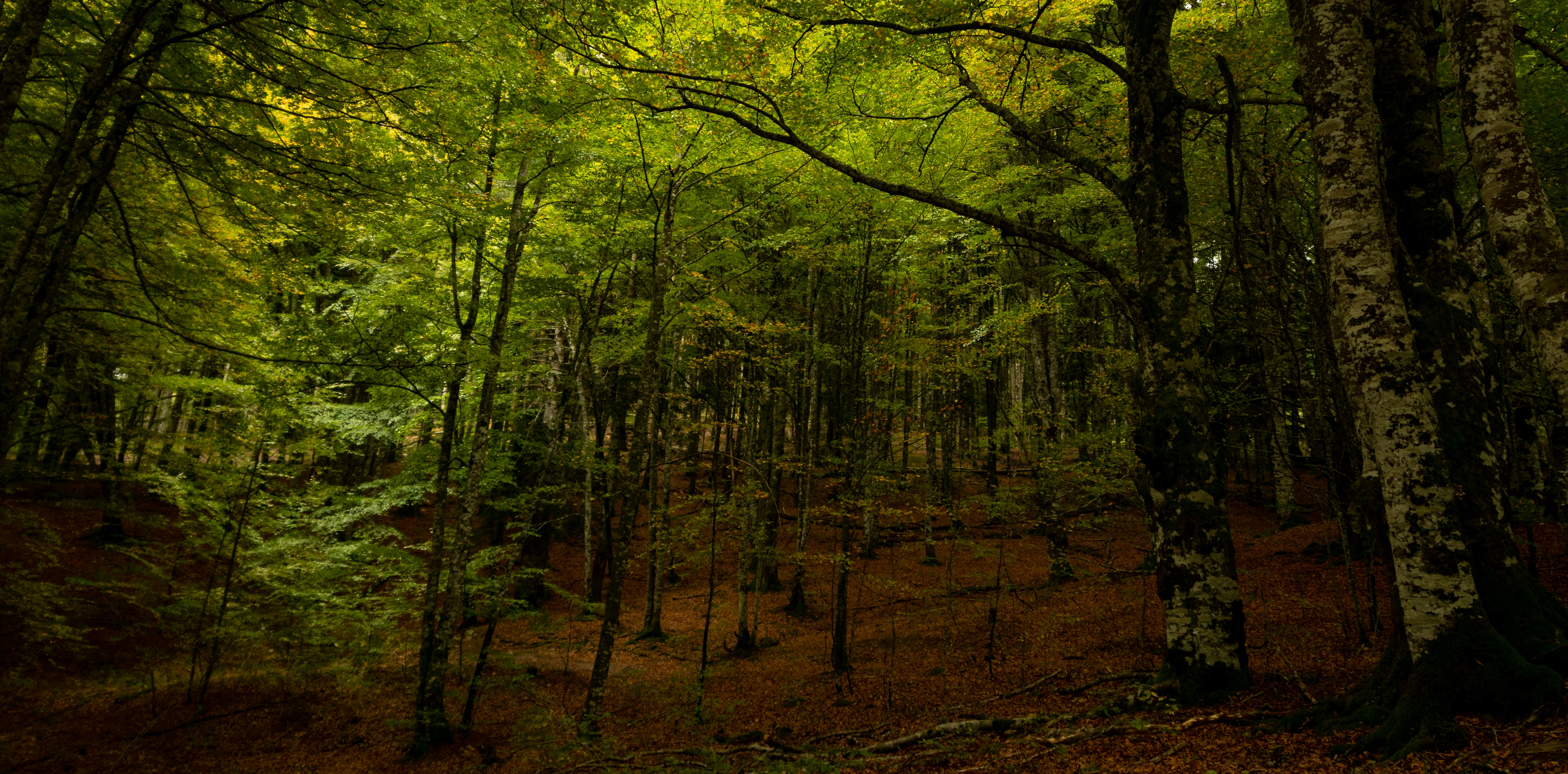 Revisa estos artículos sobre Bosques Aleatorios en R: Orígenes, Aplicaciones, Estudios de Caso y Guía Completa de Implementación