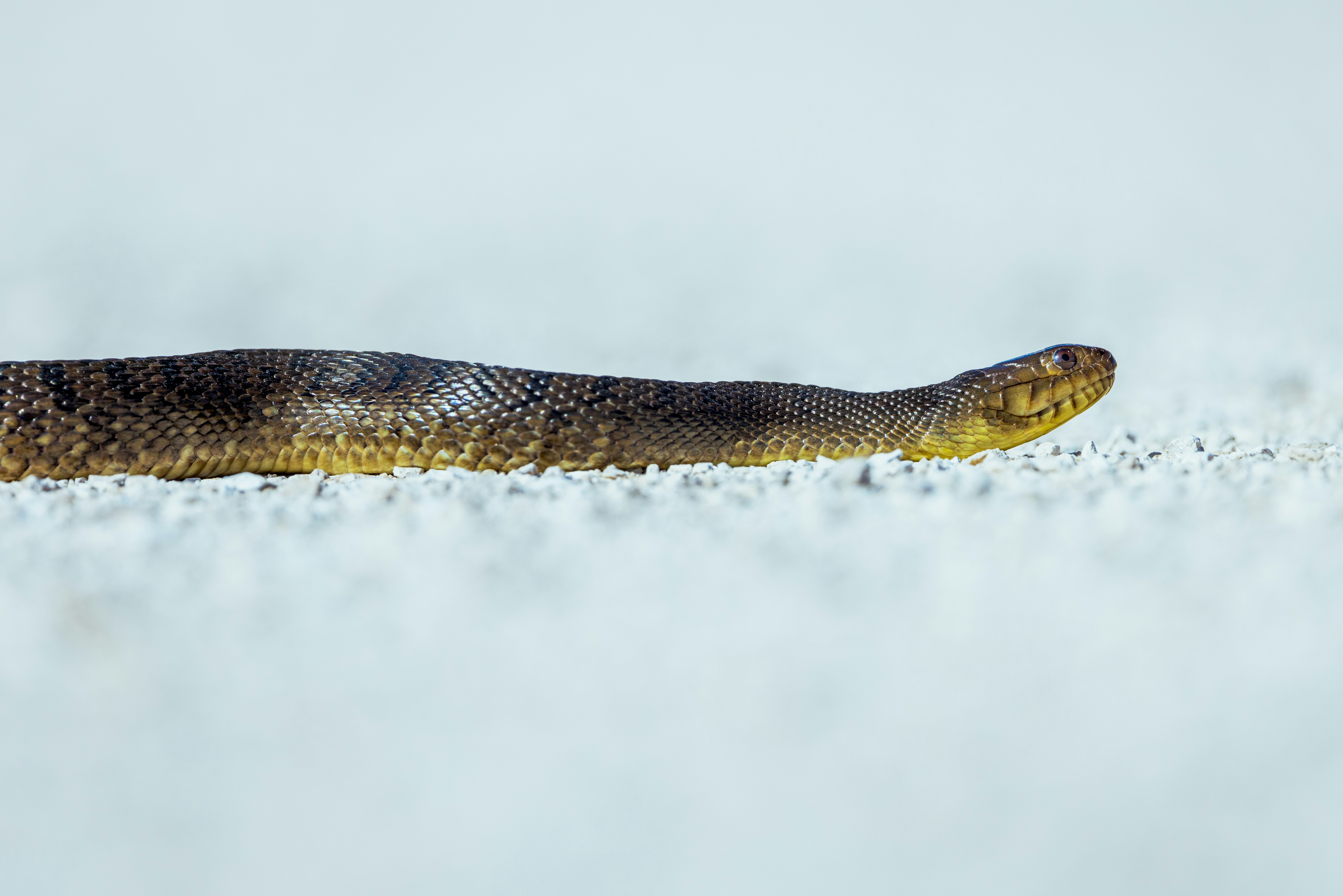 Un diccionario "congelado" para Python