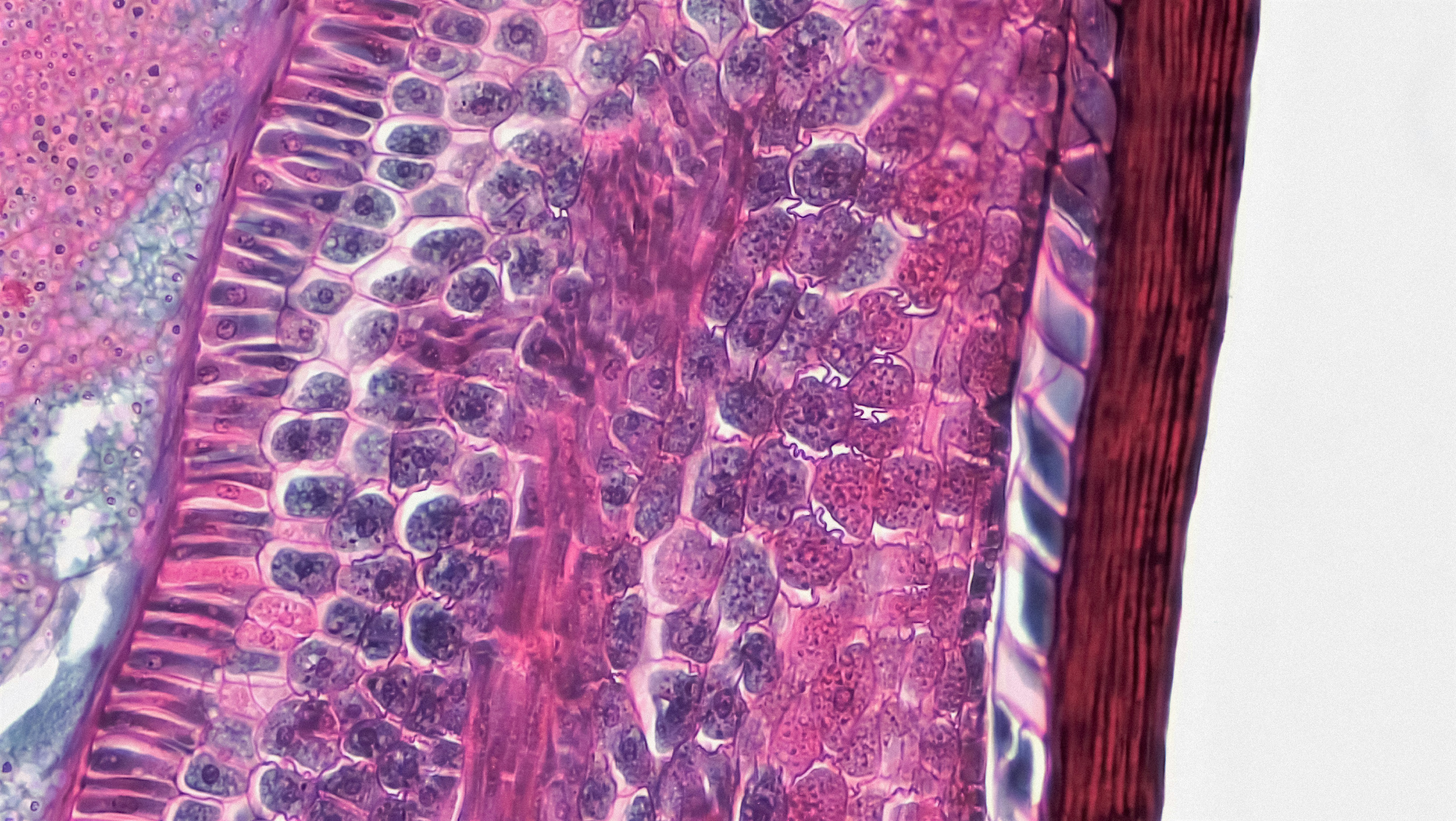 CLASP: Fusión de capas adaptativas de clase y poda de doble etapa para modelos de lenguaje grandes multimodales