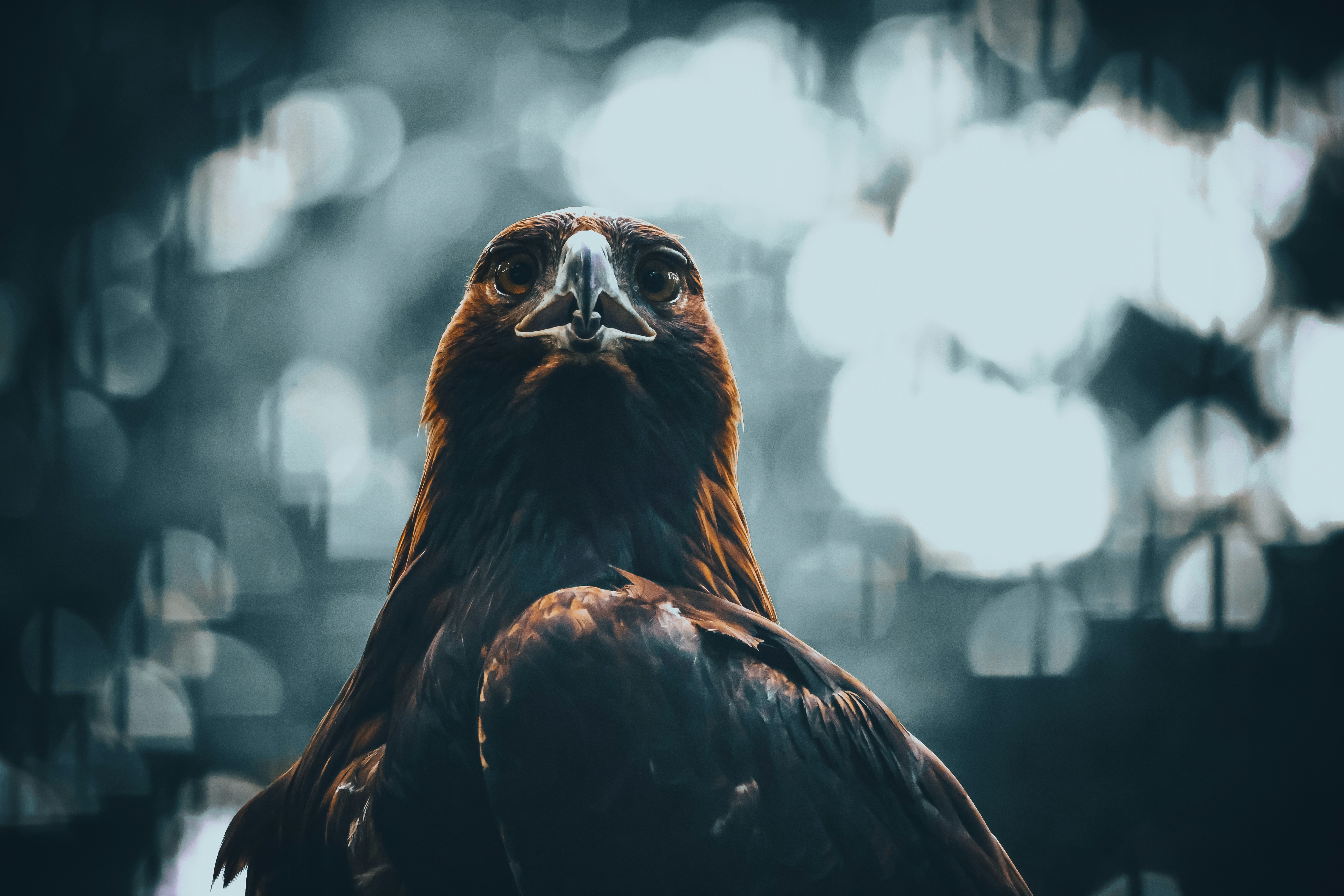 Compañía de inteligencia artificial en Águilas