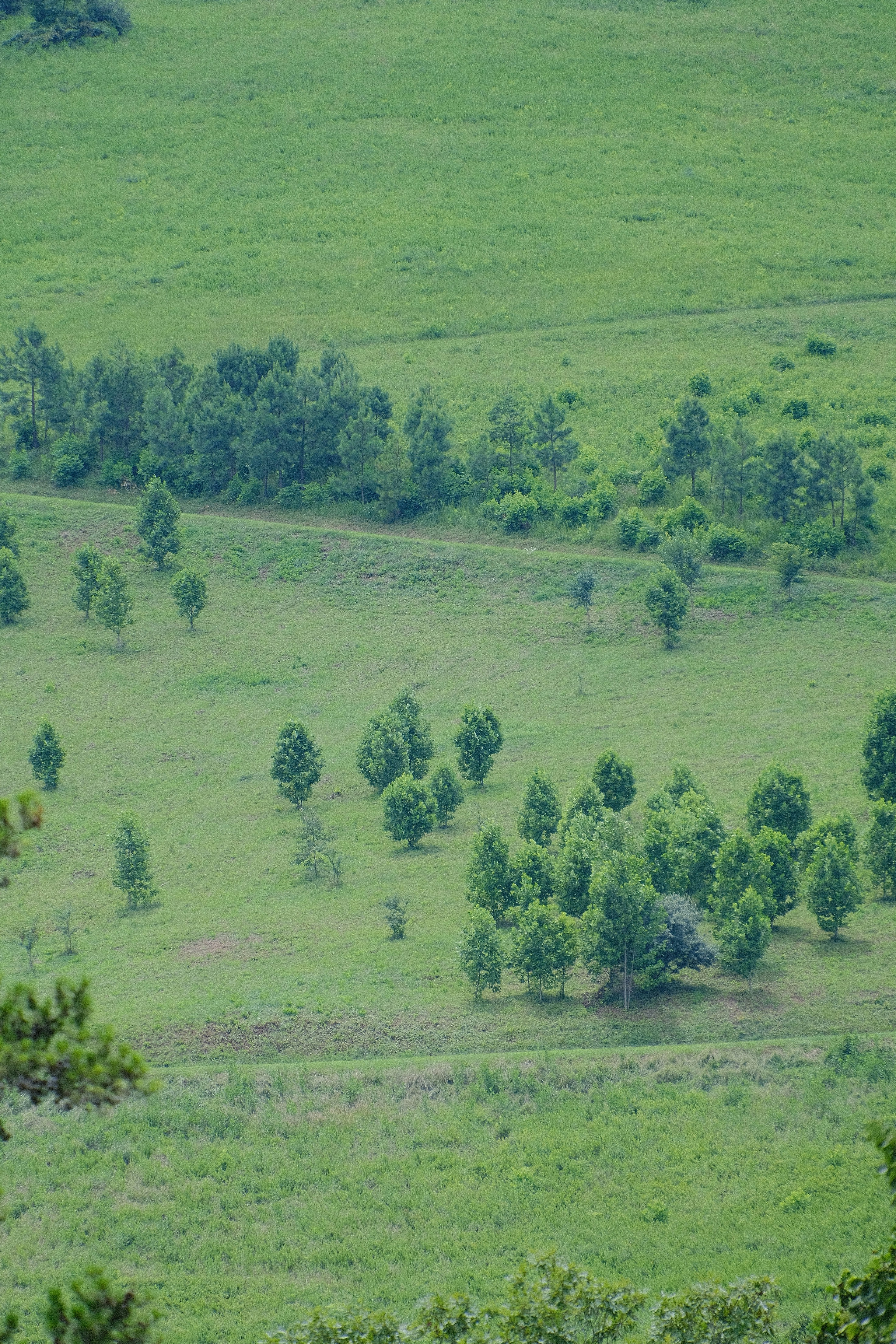 Servicios de sistema de gestión de empresa de paisajismo profesional en Palma