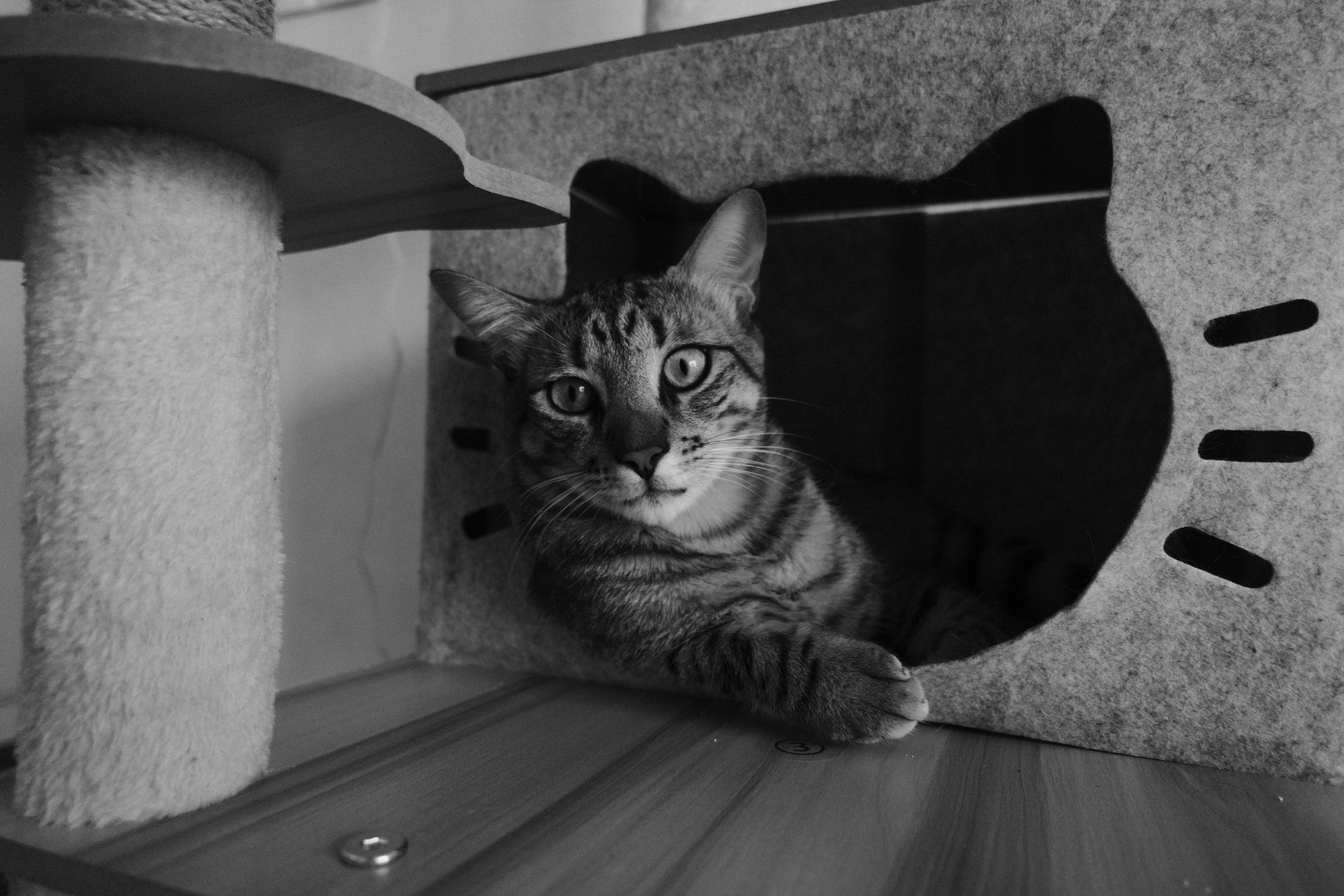 Servicios profesionales de software a medida en Terrassa