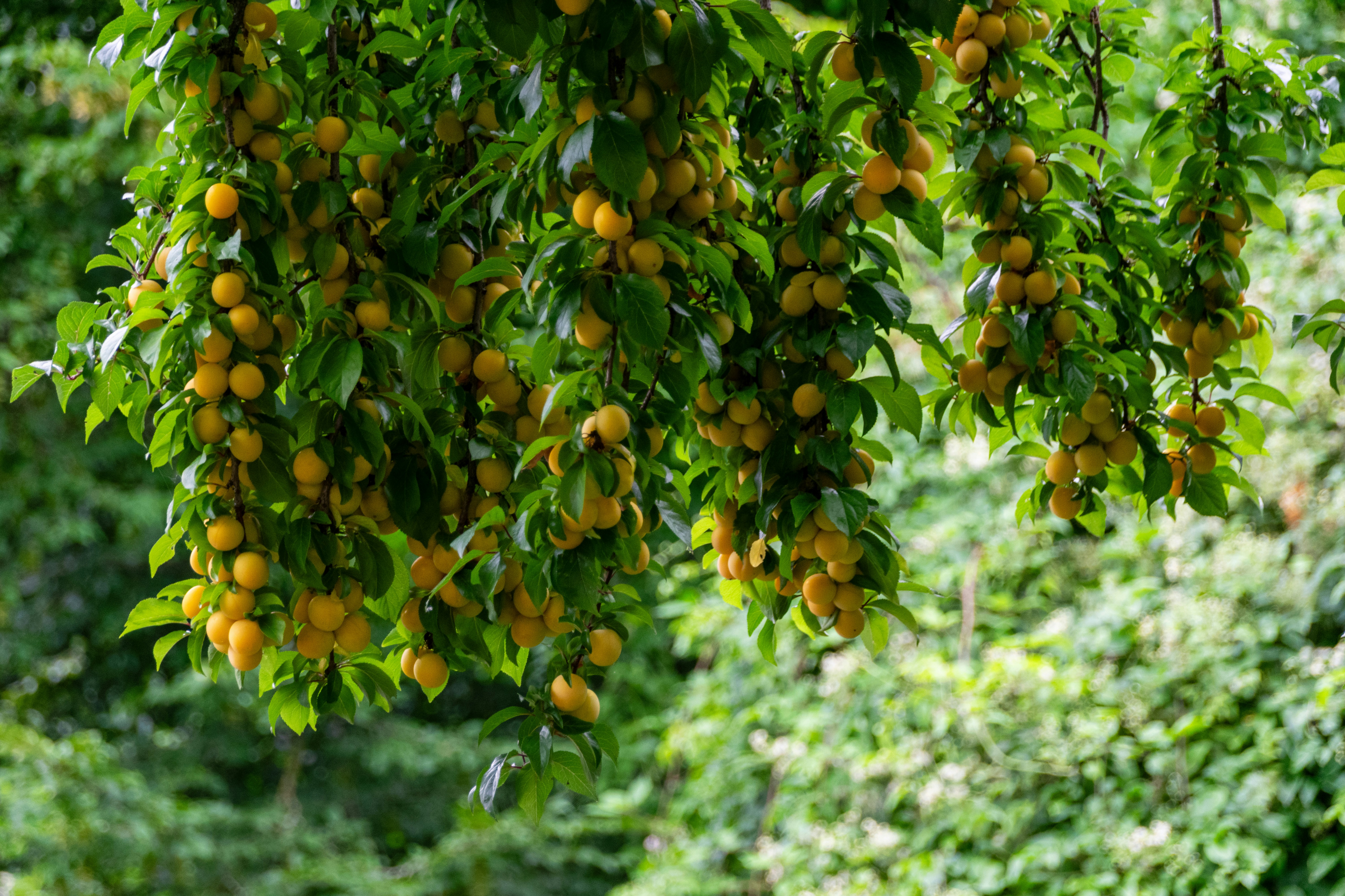 Shimla Hills: Fabricante de pulpa de mango de confianza y socio de exportación global