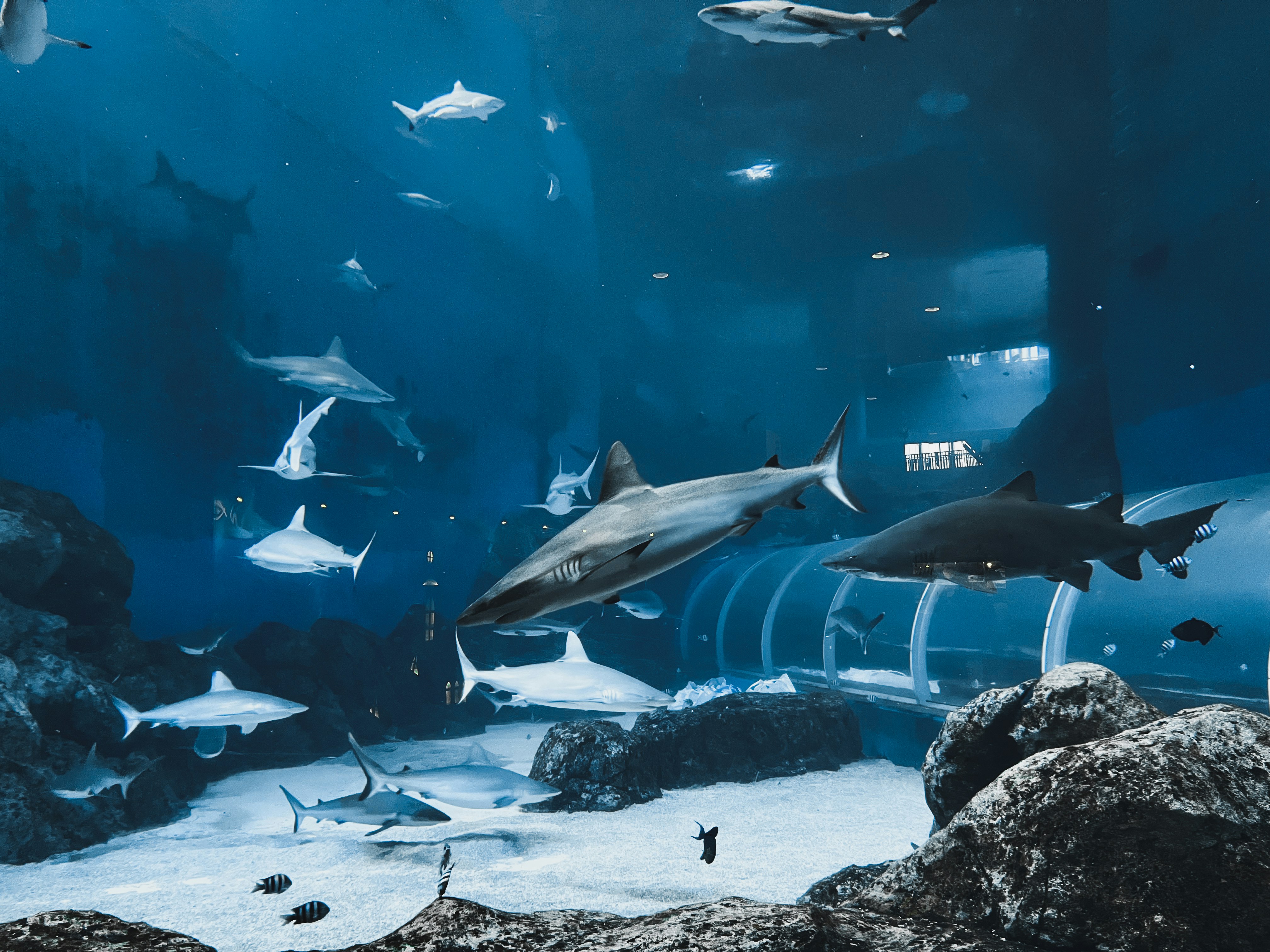 Este es lo que investiría Robert Herjavec en caso de tener solo un millón de dólares, si fuera juzgado por Shark Tank.