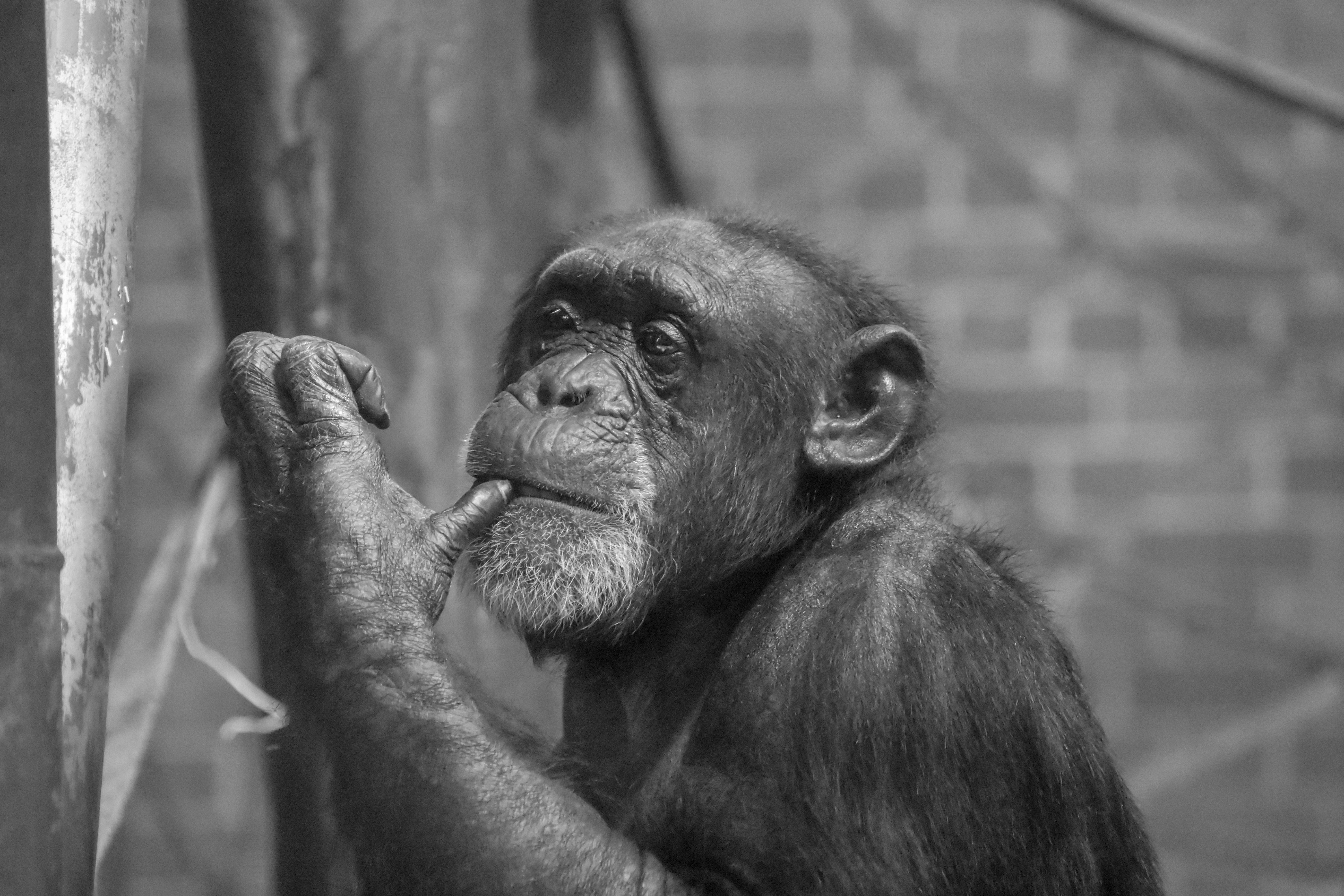 Desafío: "Evaluando las Limitaciones Cognitivas de Larg"