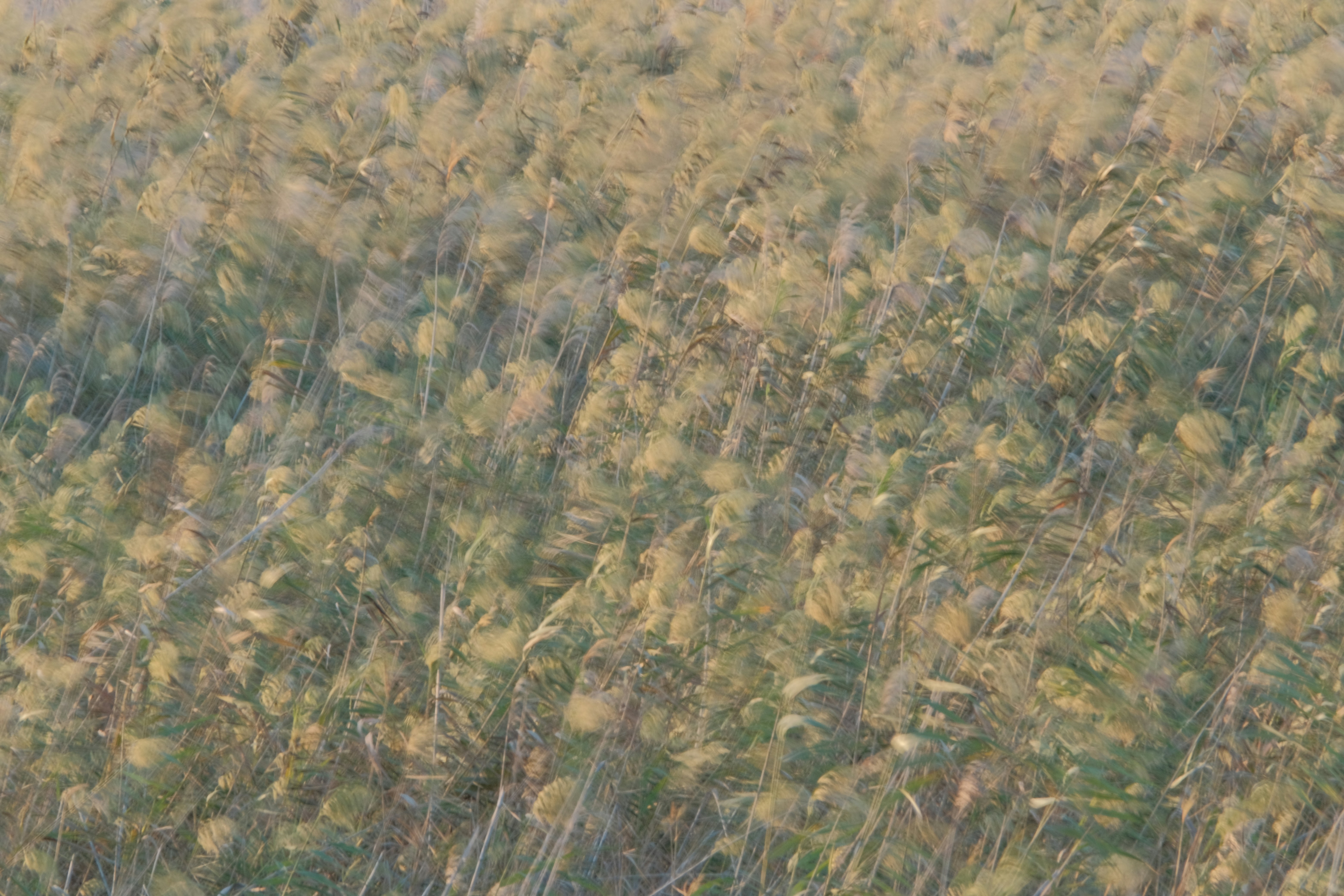 Flujos Ramificados: Emparejamiento de Flujos Discreto, Continuo y en Variedades con Divisiones y Eliminaciones