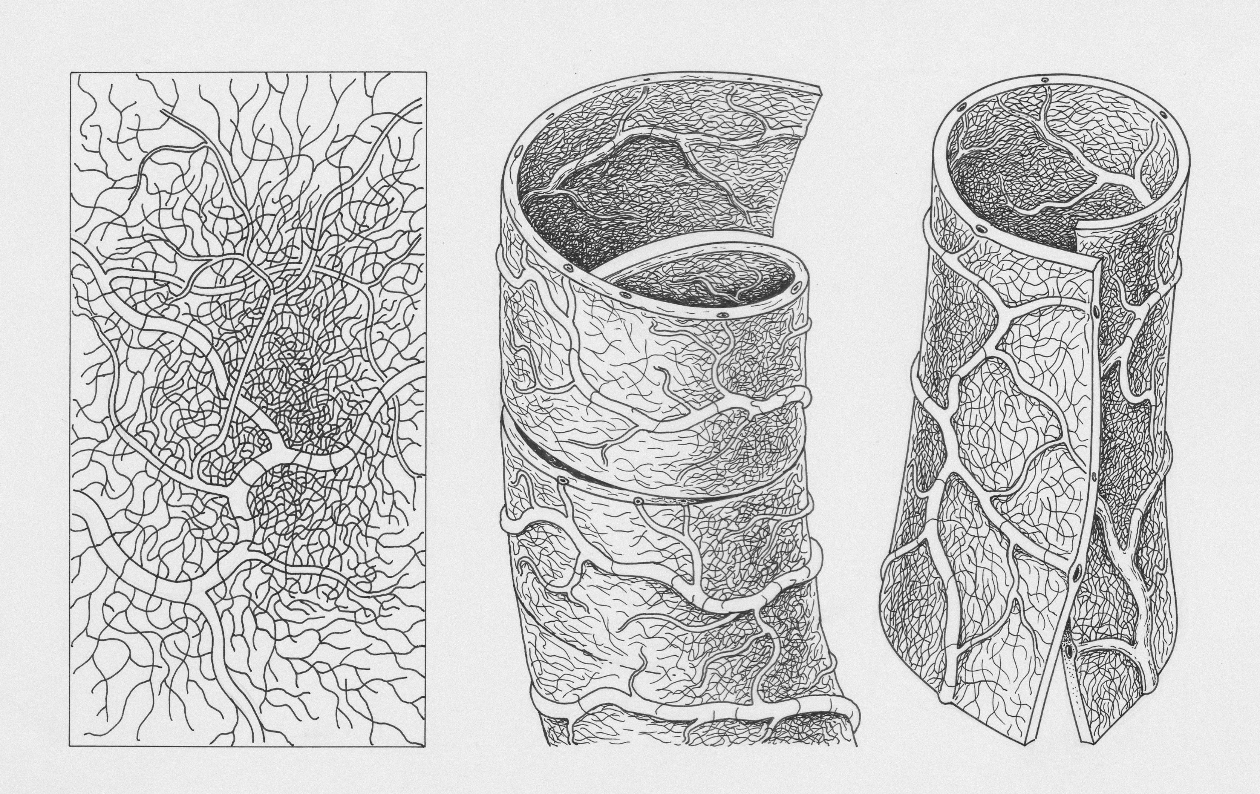 EDOs de grafos con histéresis latente: Modelado de la evolución acoplada de topología y características mediante transiciones de fase continuas