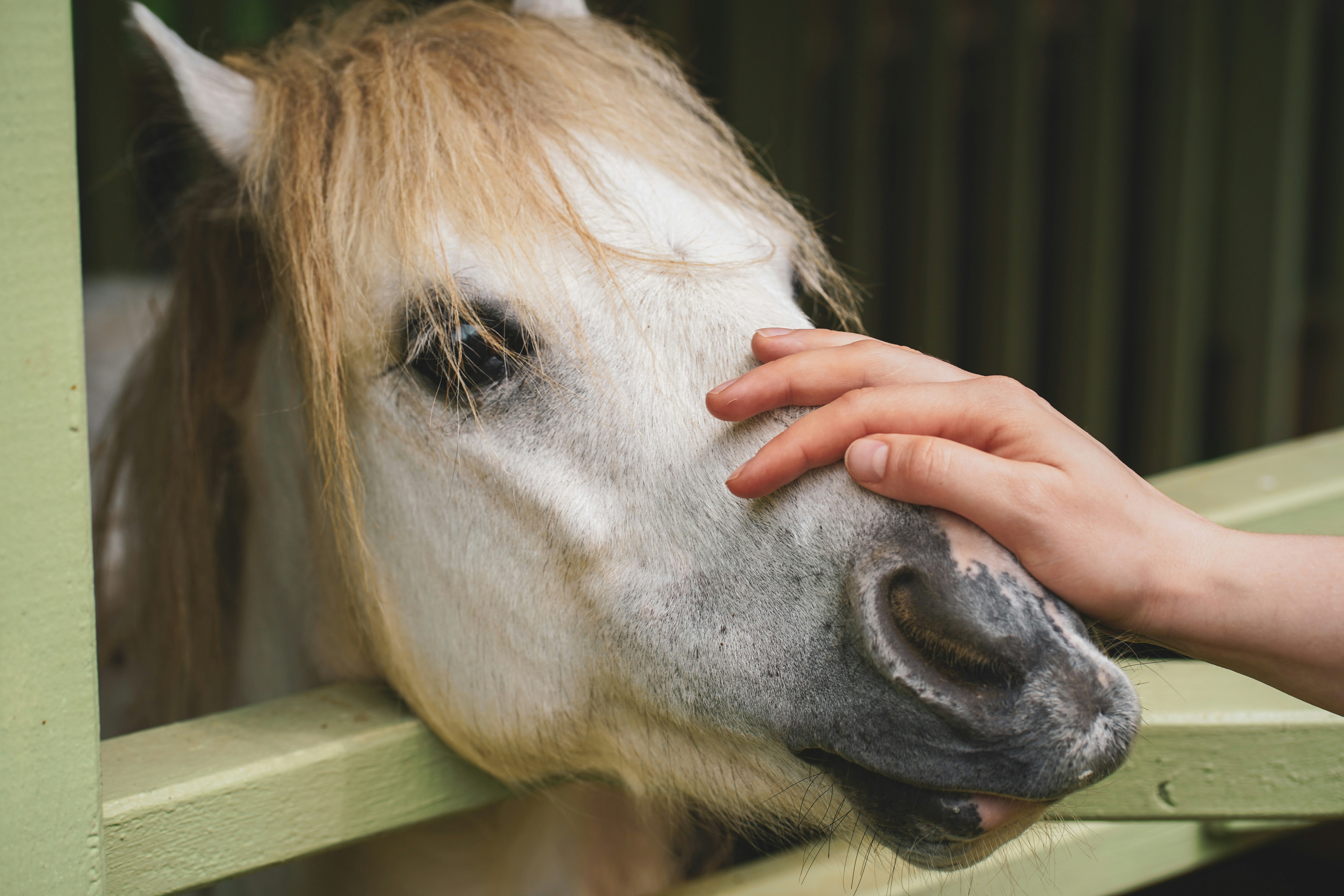 Feeble Little Horse se adentra en la rareza digital en bitknot