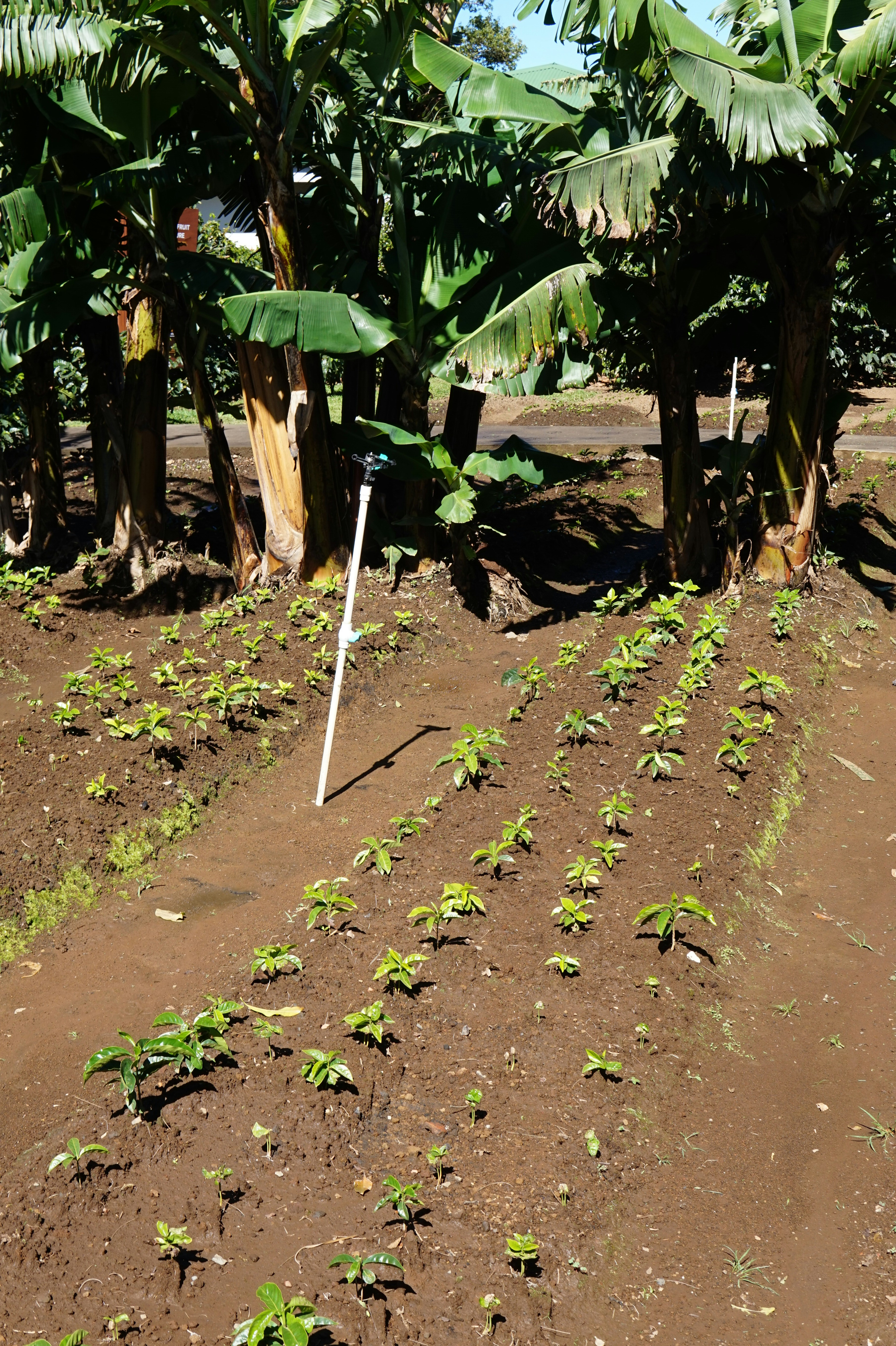 Un análisis de la selección de sensores para la recolección de frutas con pinzas basadas en succión