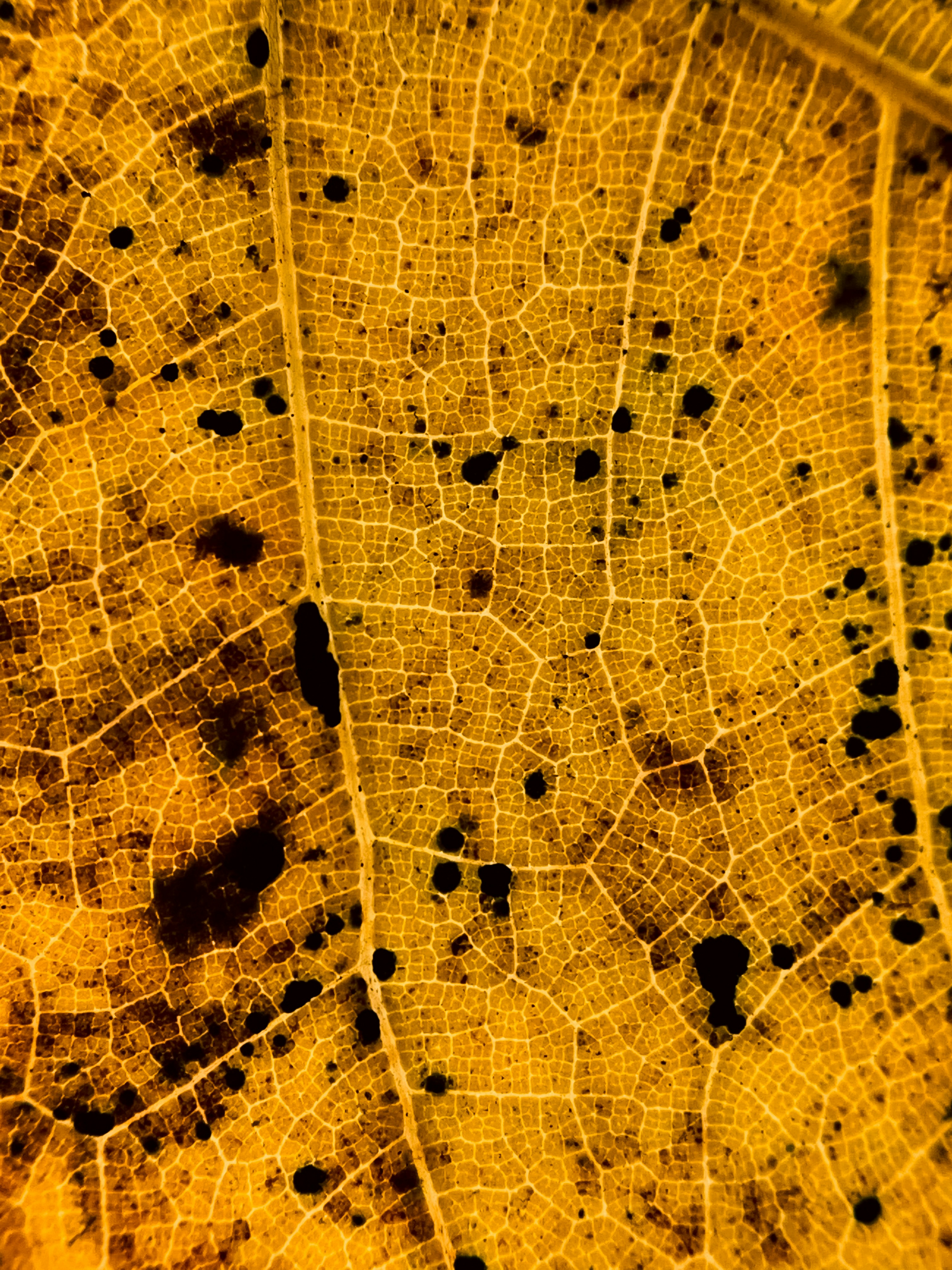 Análisis de mapa de patentes con potencia artificial y identificación de prior art a través de análisis semántico-gráfico híbrido