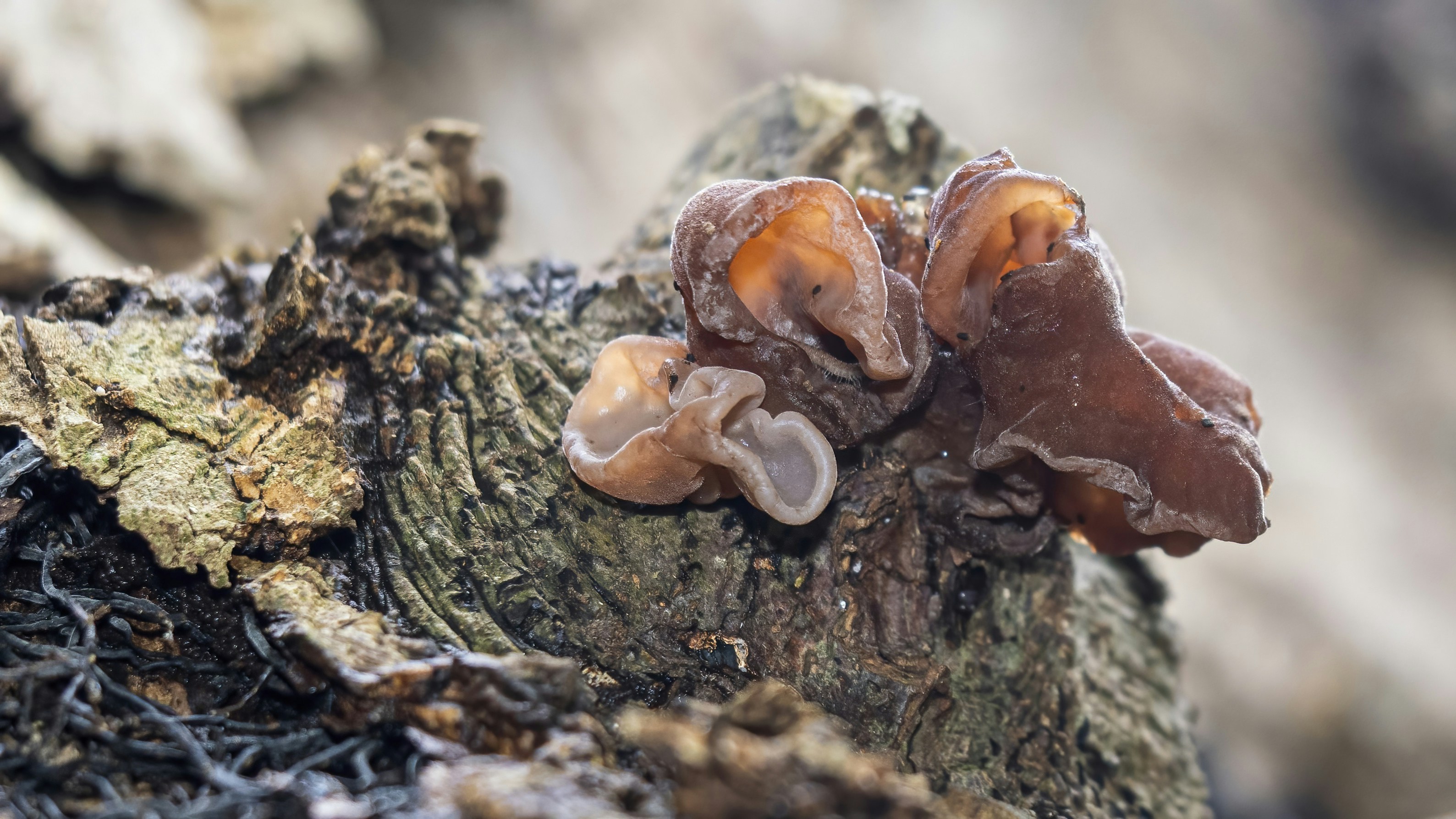 La Edad Oxidada: Por qué el crecimiento "fúngico" del óxido podría durar más que todos nosotros